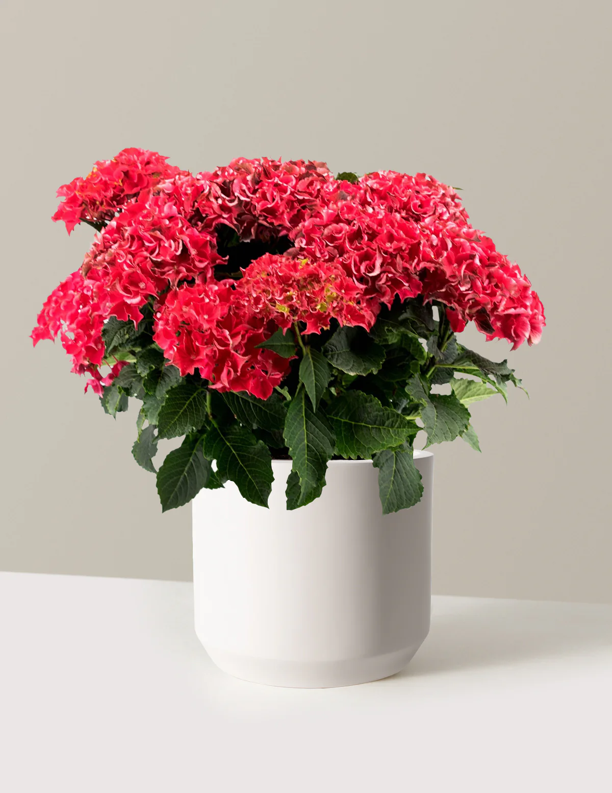 Frill Ride™ Hydrangea - Image 7
