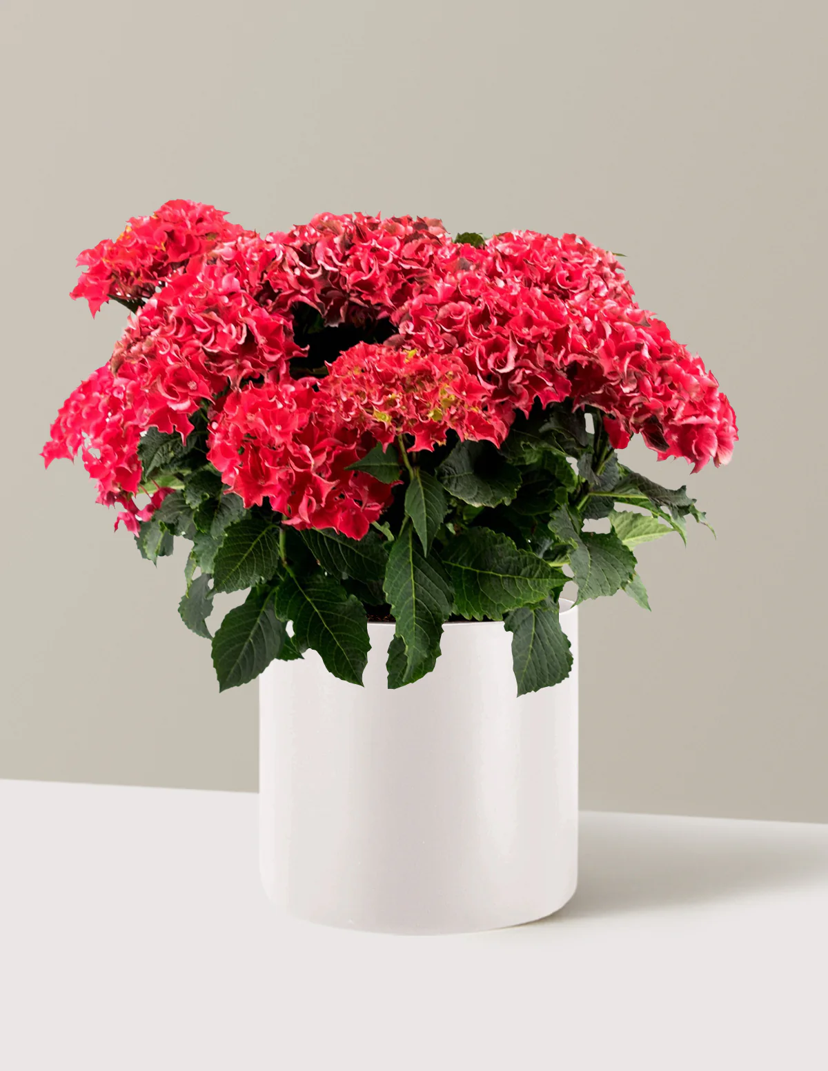 Frill Ride™ Hydrangea - Image 8