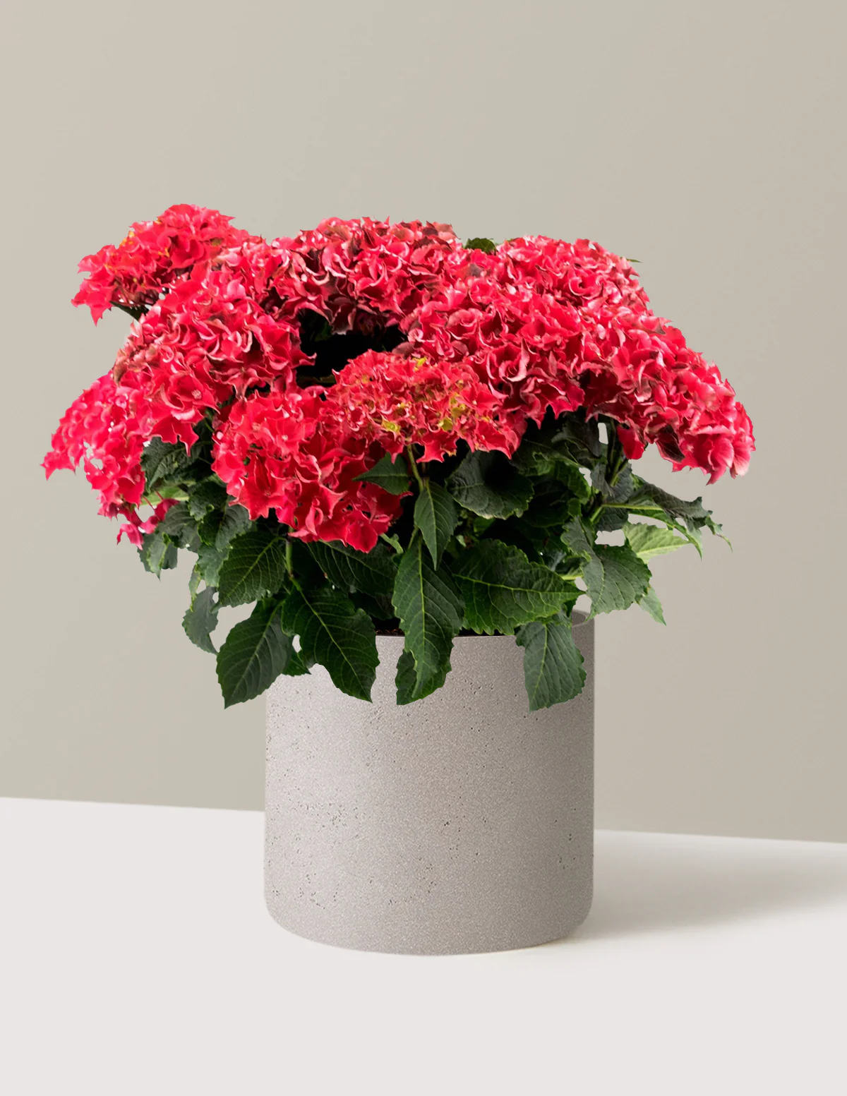 Frill Ride™ Hydrangea - Image 9
