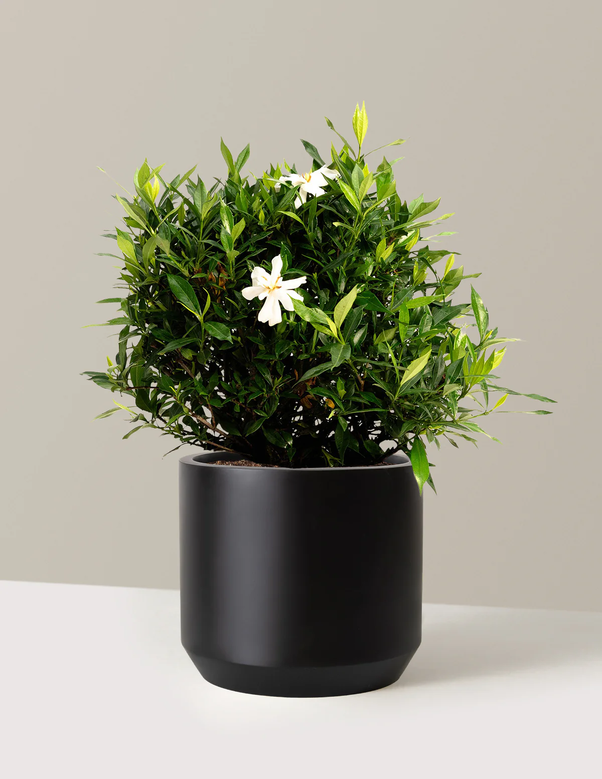 Frost Proof Gardenia - Image 10