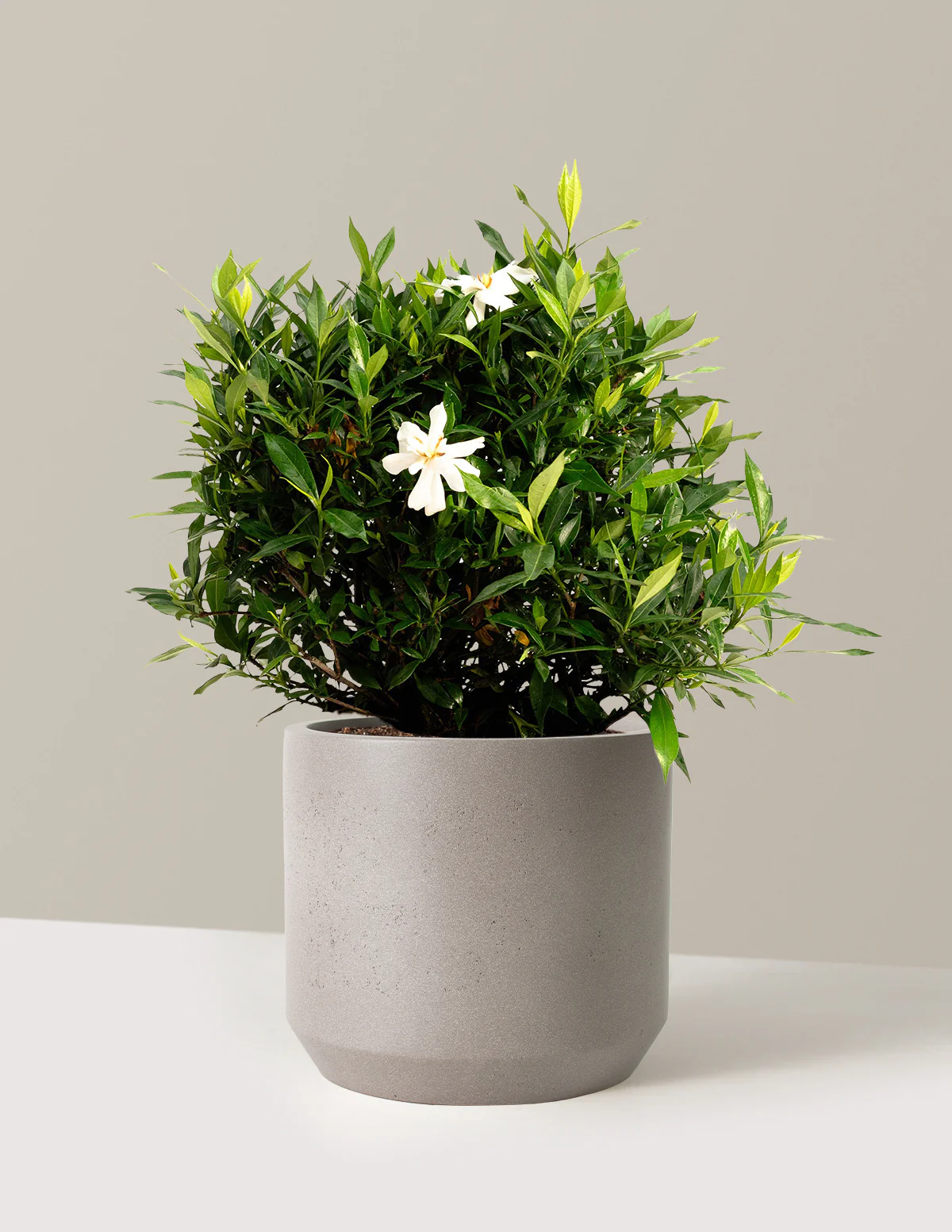 Frost Proof Gardenia - Image 11