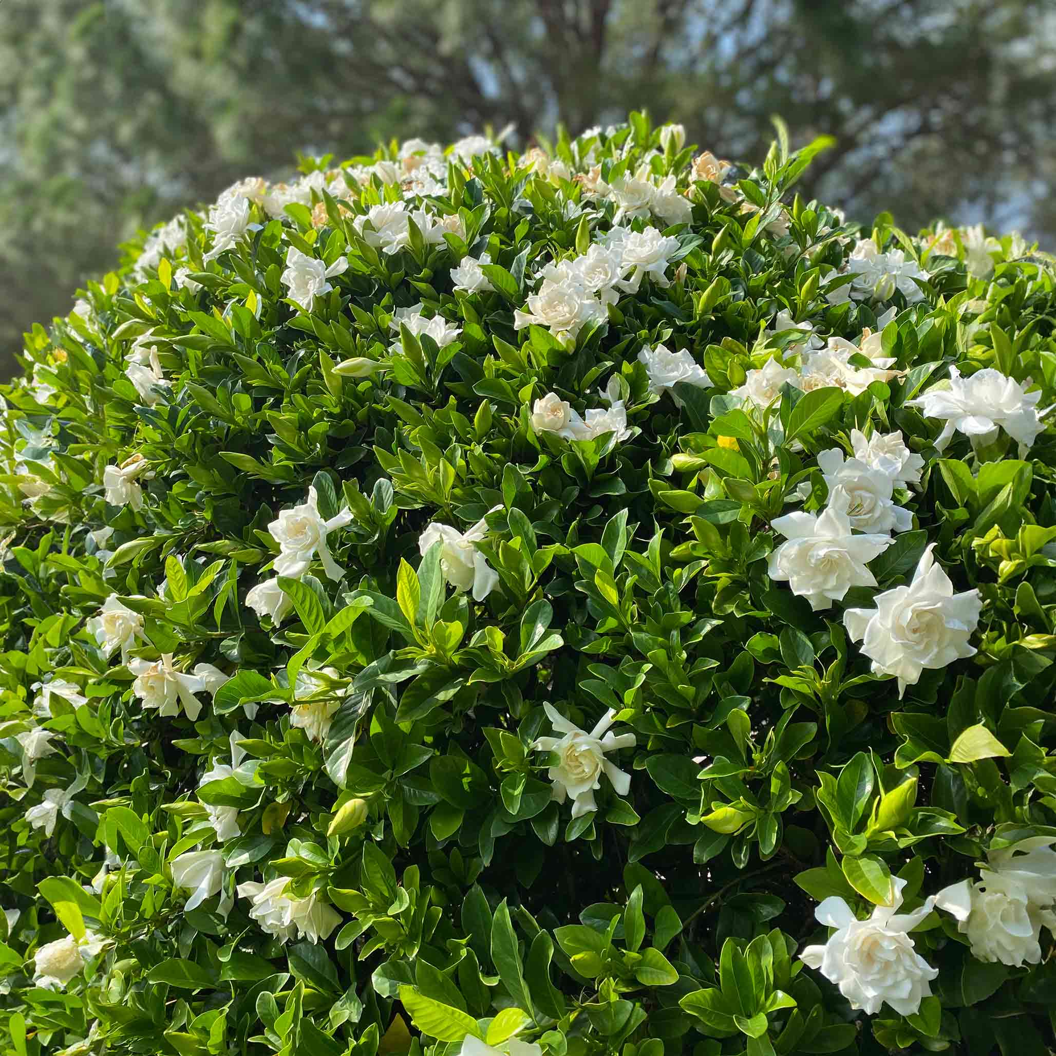 Frost Proof Gardenia - Image 4
