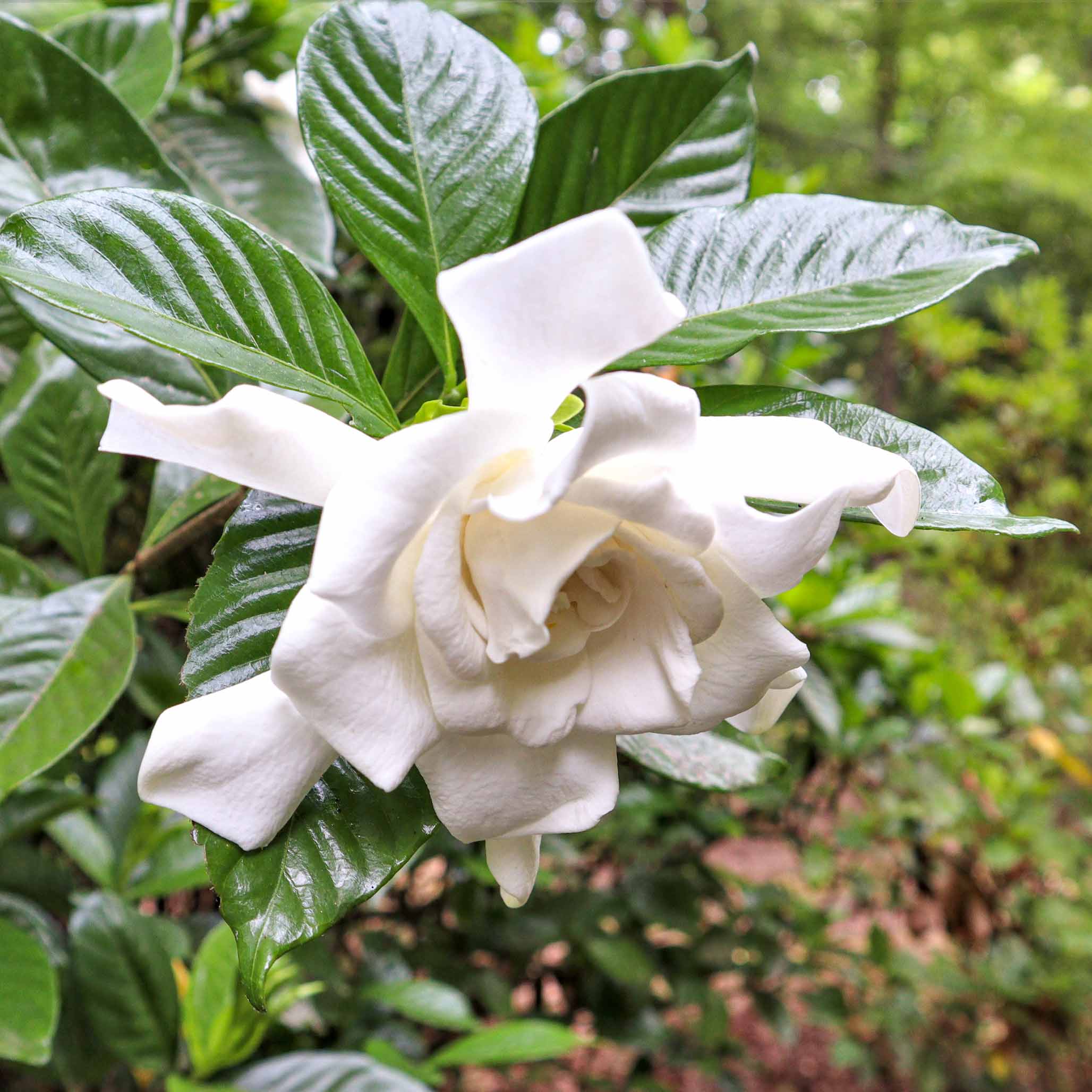 Frost Proof Gardenia - Image 5