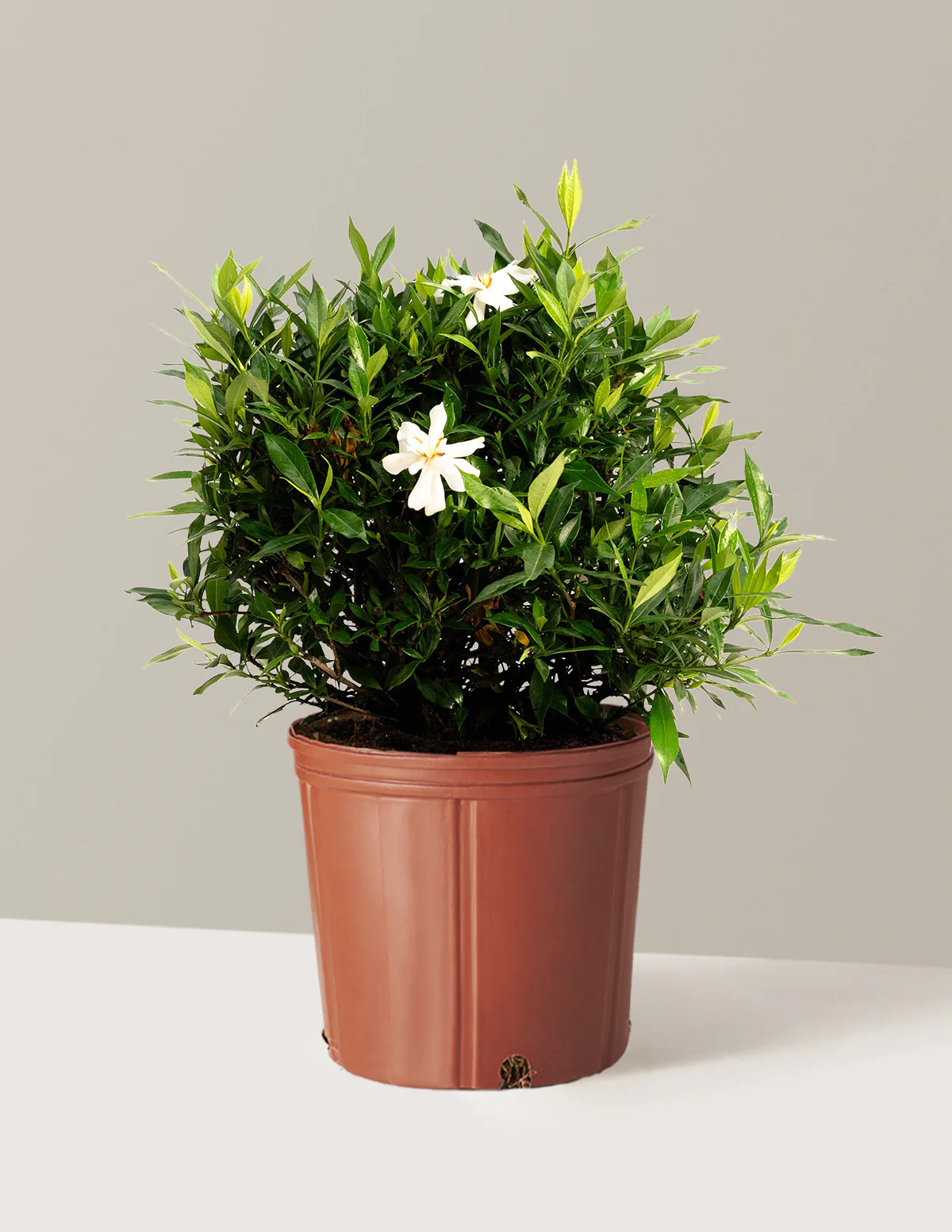 Frost Proof Gardenia - Image 6