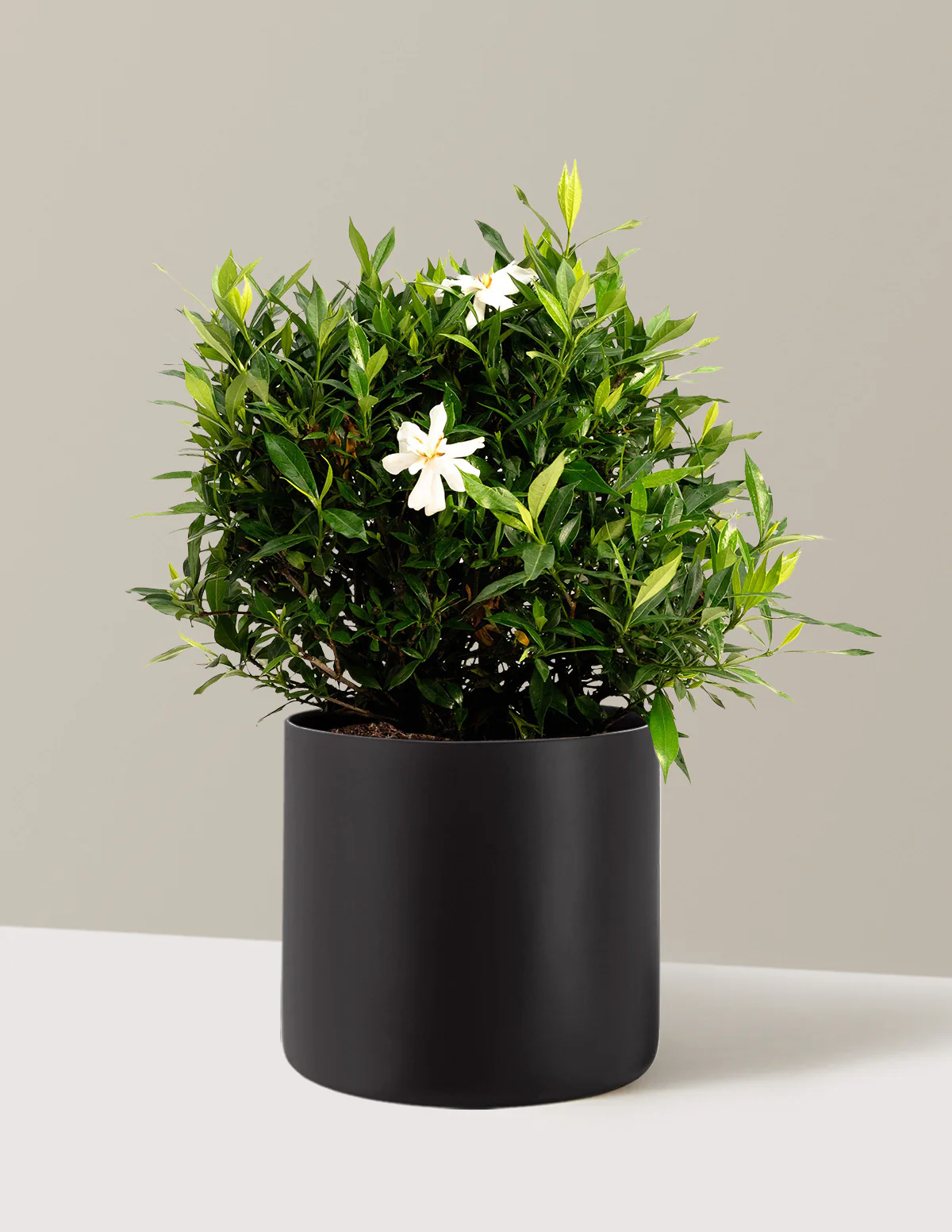 Frost Proof Gardenia - Image 7