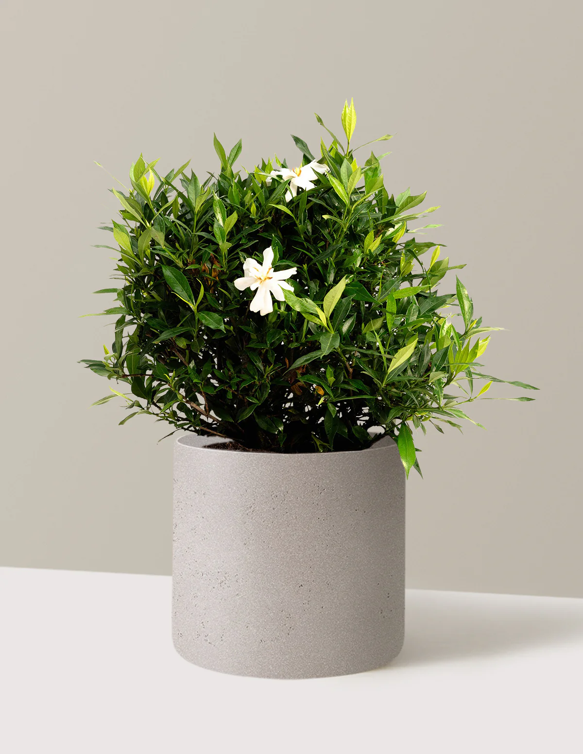 Frost Proof Gardenia - Image 8