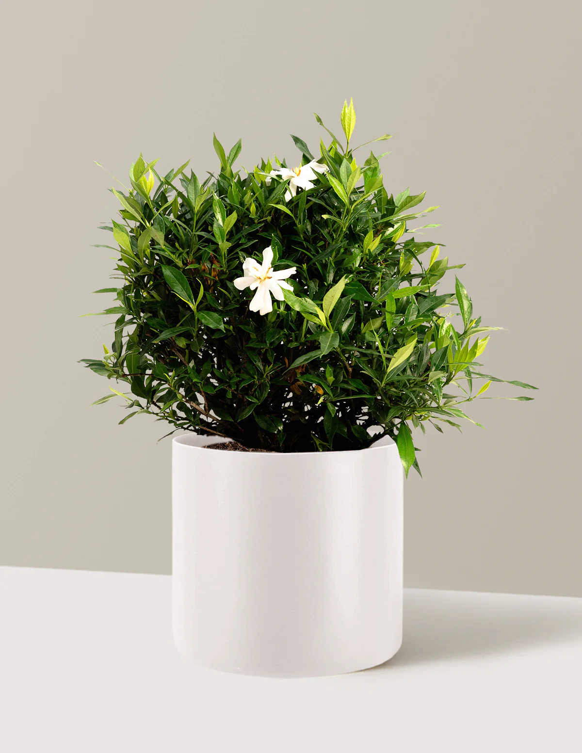 Frost Proof Gardenia - Image 9