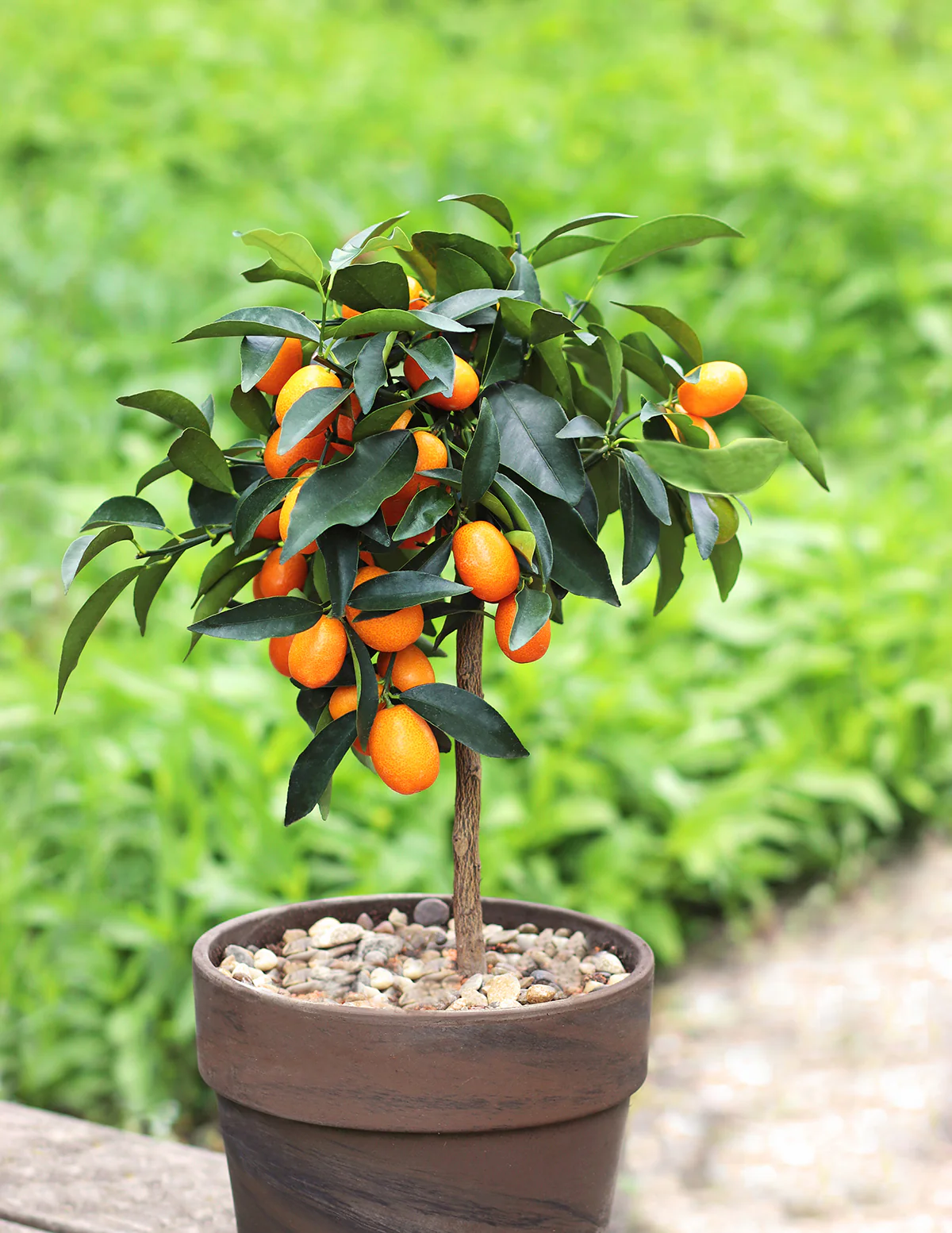 Fukushu Kumquat Tree - Image 3