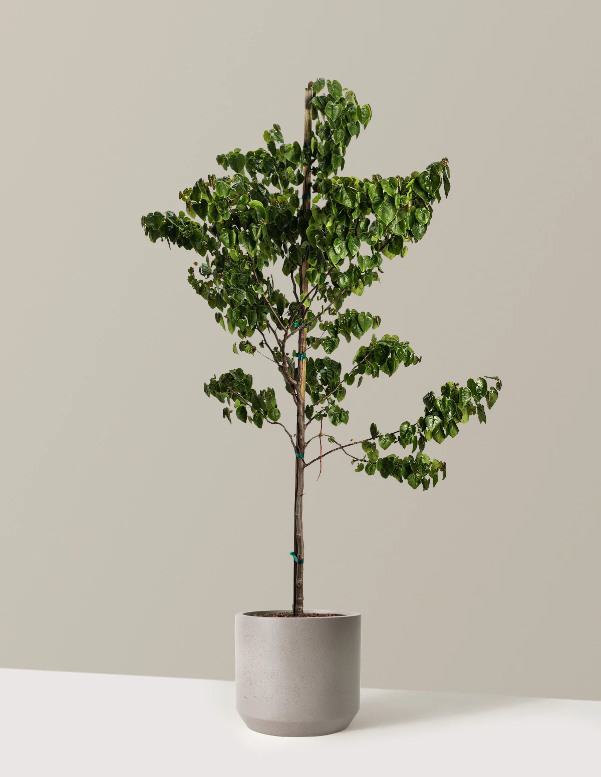 Garden Gems® Emerald Redbud - Image 2