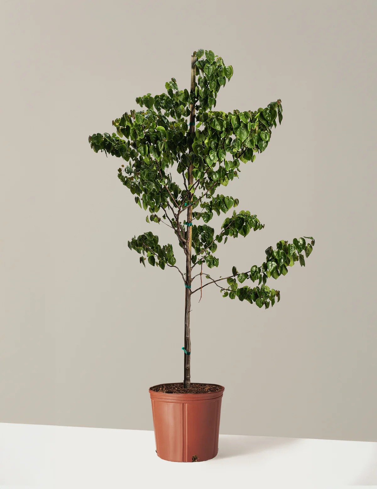Garden Gems® Emerald Redbud - Image 3