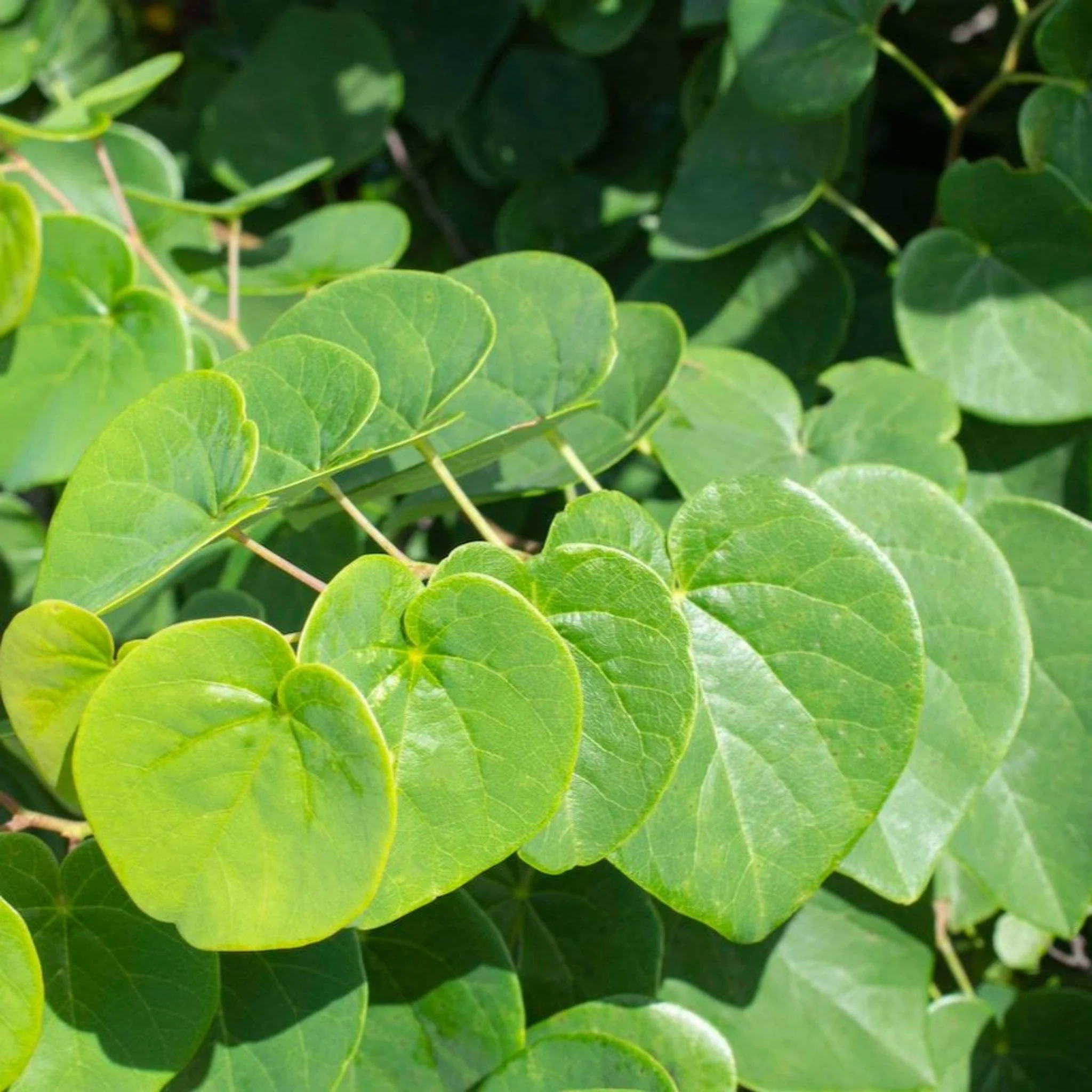 Garden Gems® Emerald Redbud - Image 4