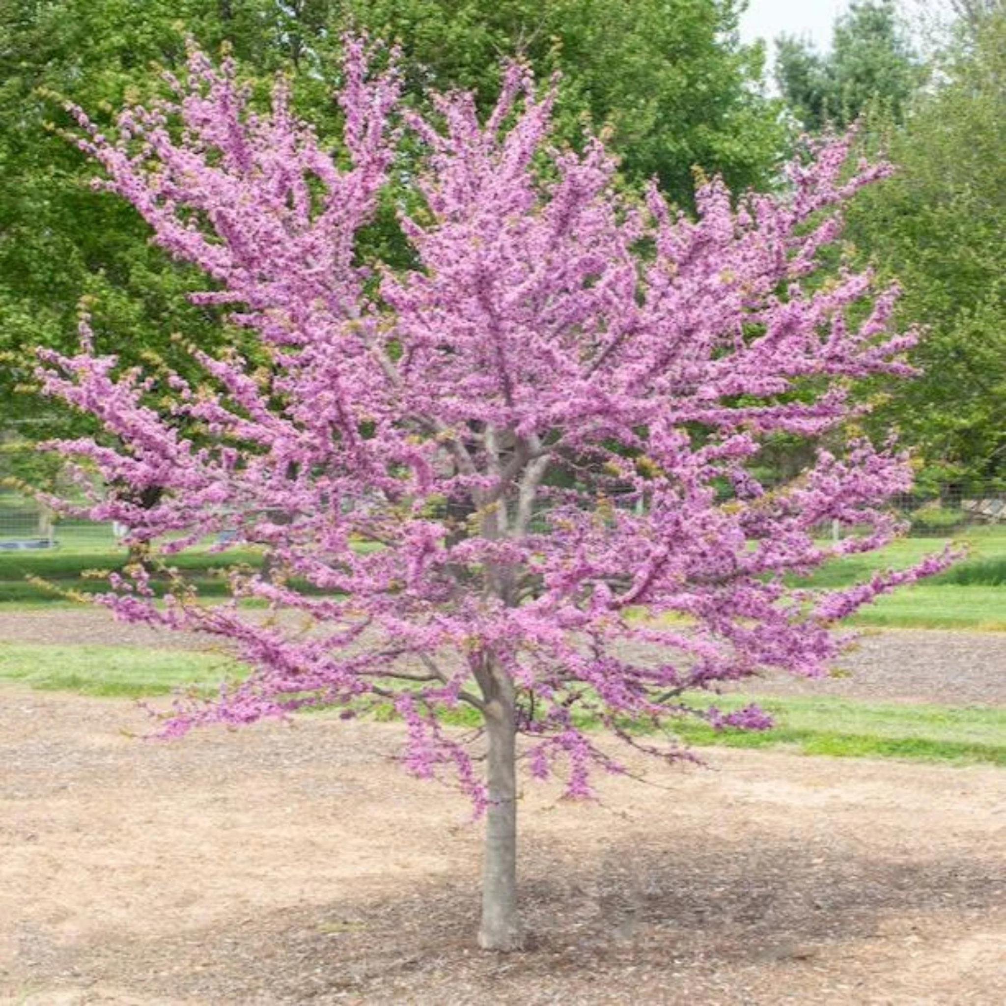 Garden Gems® Emerald Redbud - Image 5