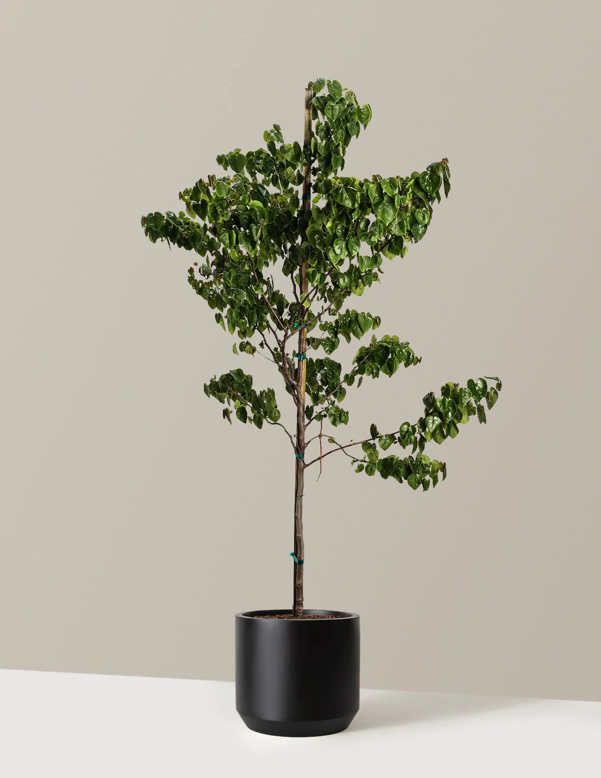 Garden Gems® Emerald Redbud - Image 6