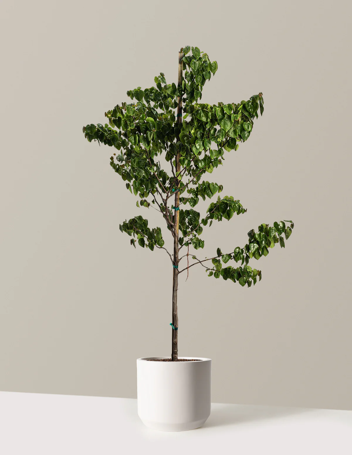 Garden Gems® Emerald Redbud - Image 7