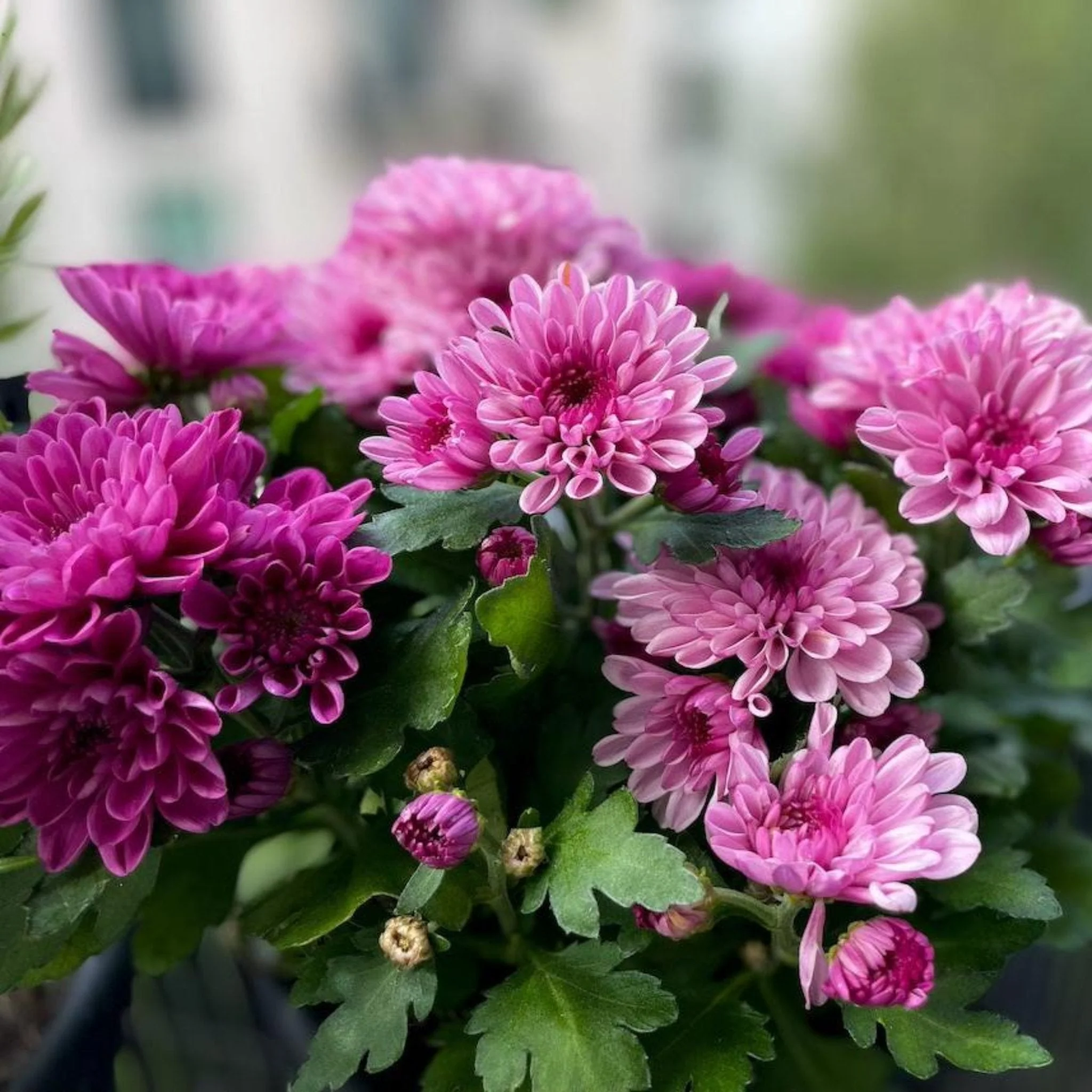 Garden Mums - Image 10