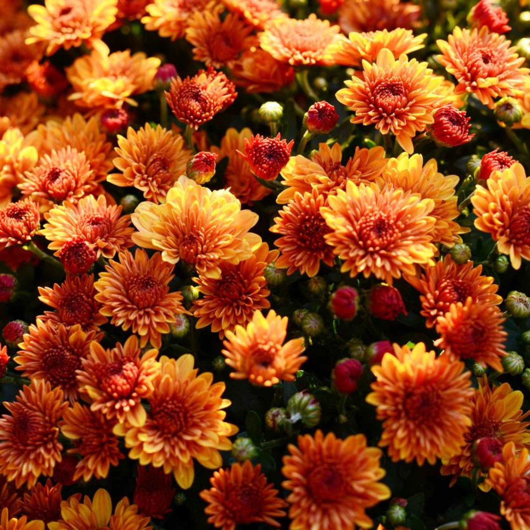 Garden Mums - Image 11