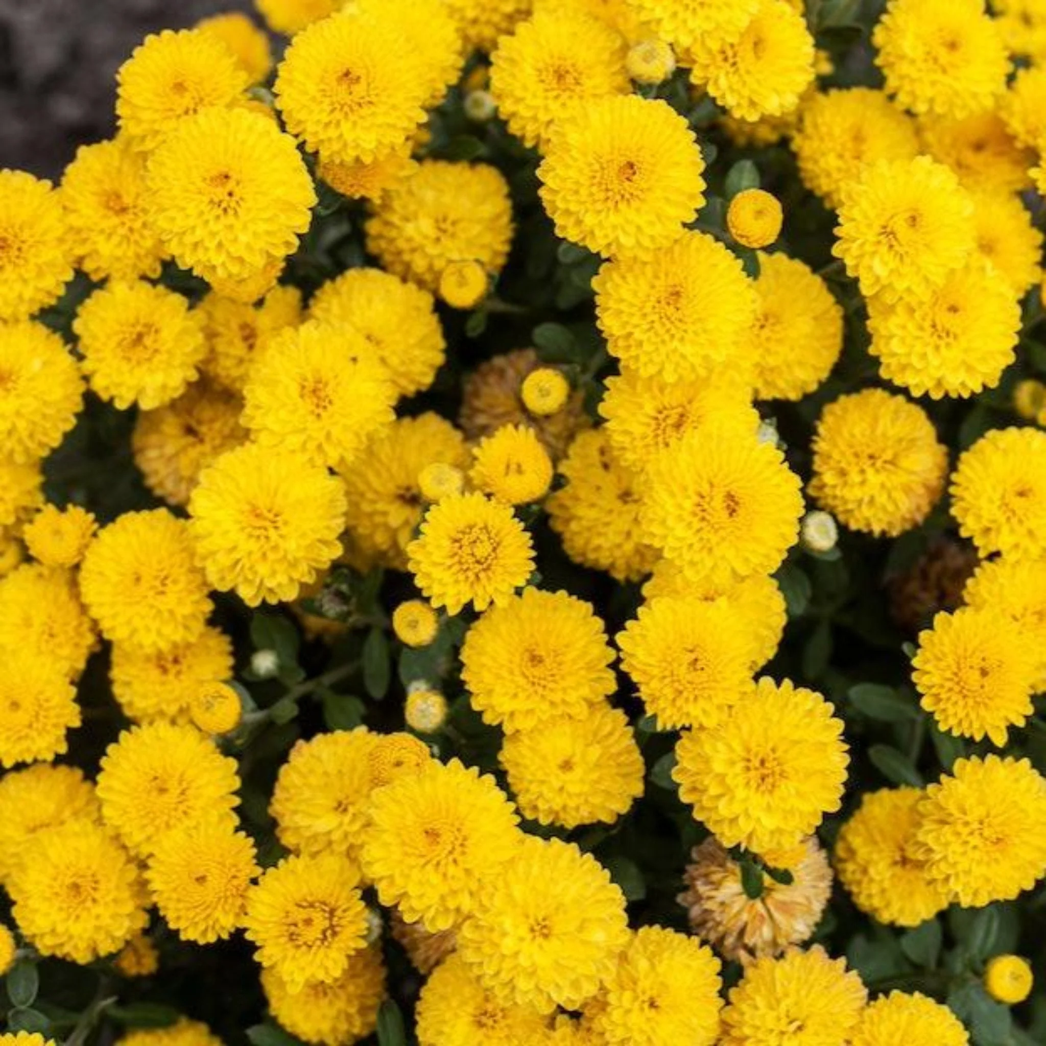 Garden Mums - Image 12