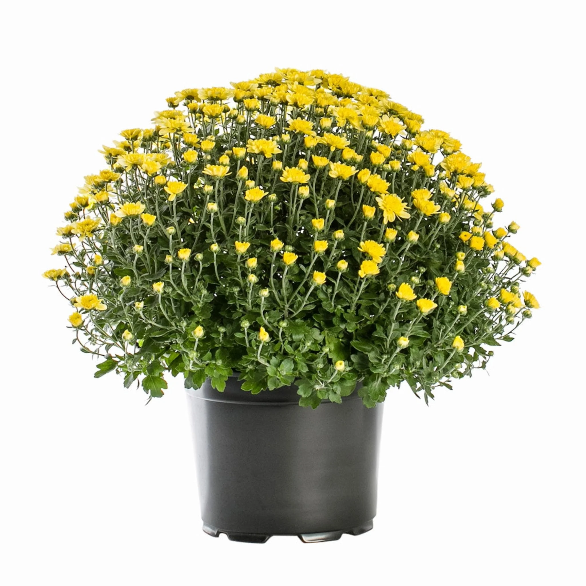 Garden Mums - Image 4