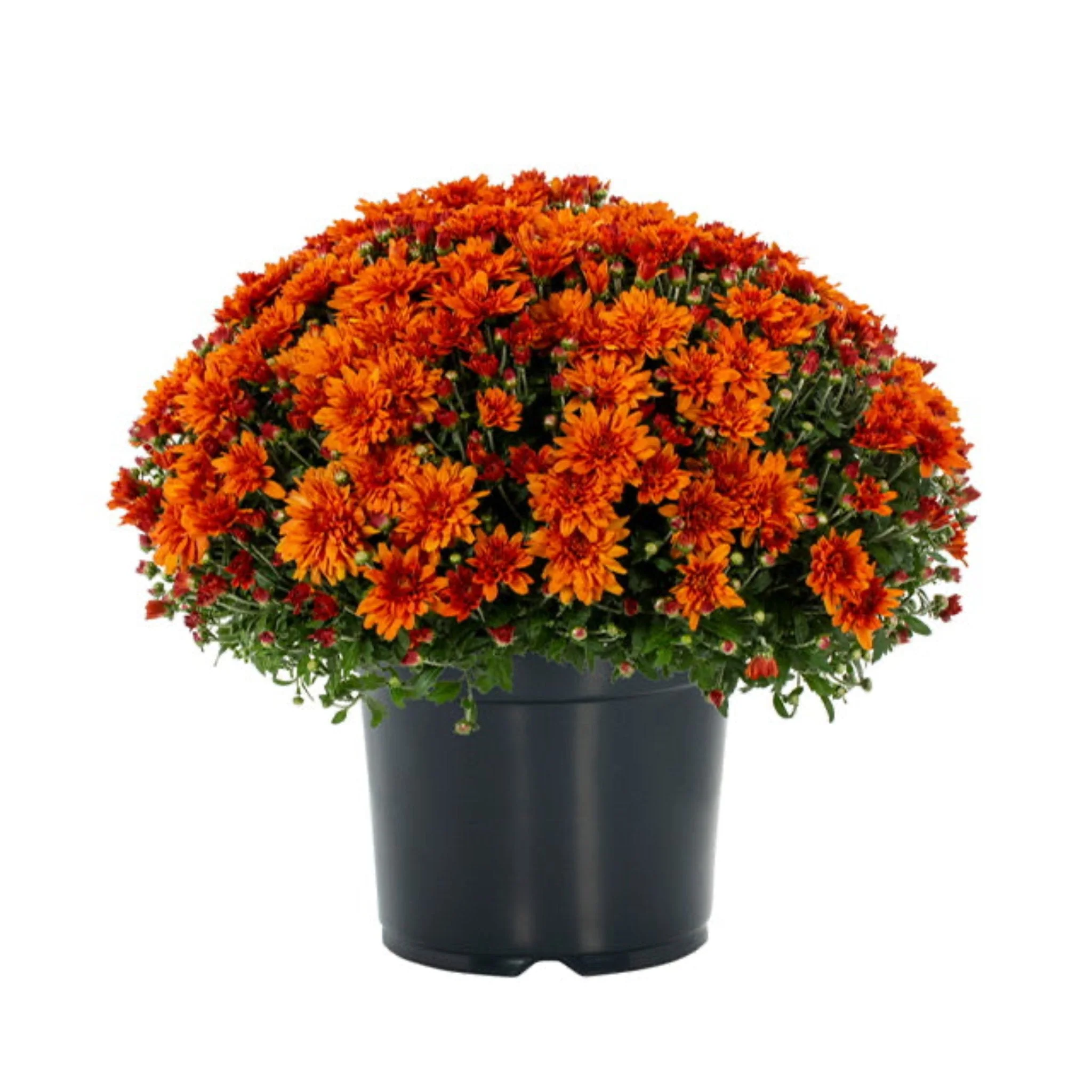 Garden Mums - Image 5