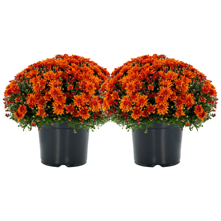 Garden Mums - Image 8