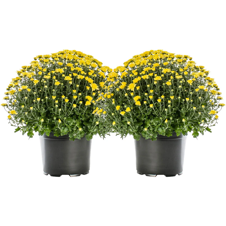 Garden Mums - Image 9