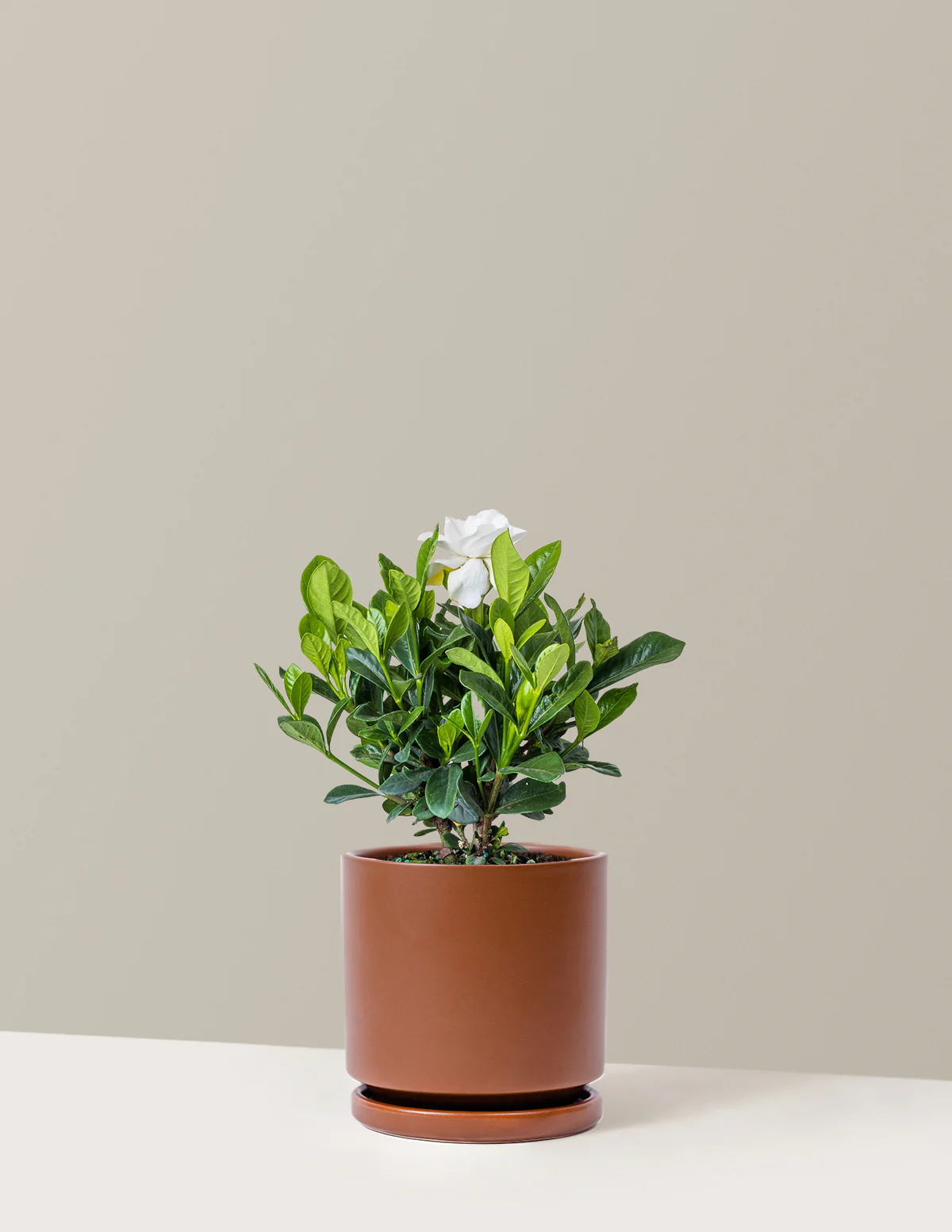 Gardenia Bush - Image 10