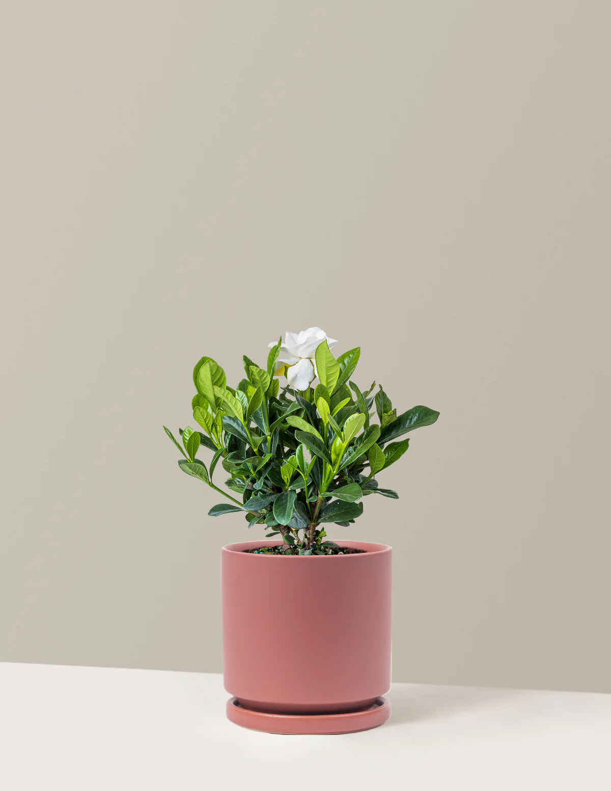 Gardenia Bush - Image 11