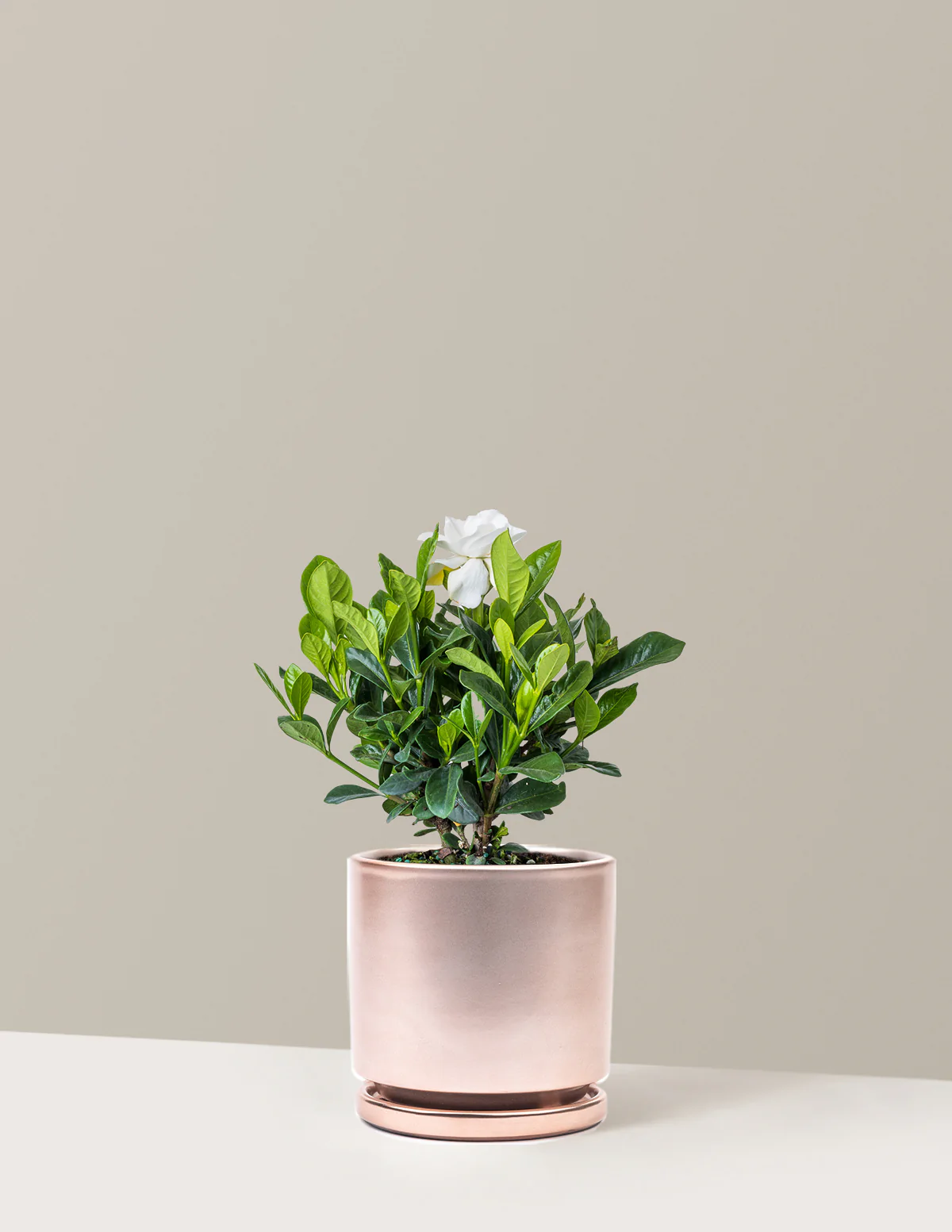 Gardenia Bush - Image 12