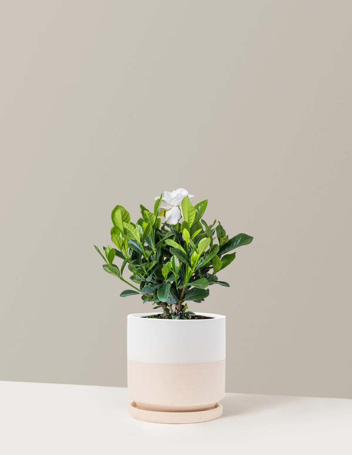 Gardenia Bush - Image 13