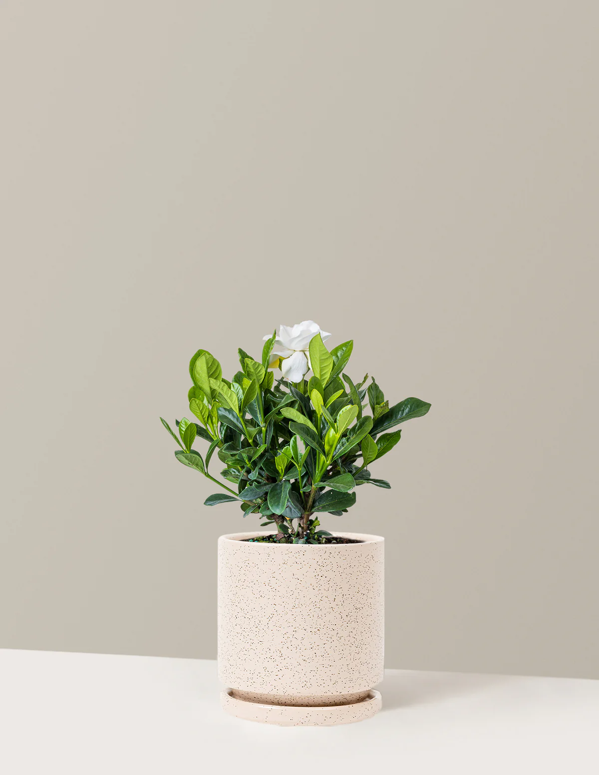 Gardenia Bush - Image 14