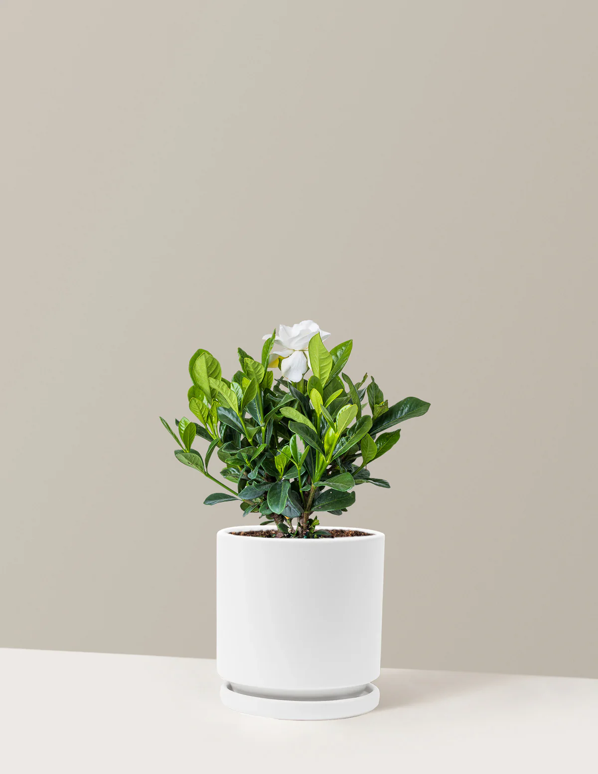 Gardenia Bush - Image 15