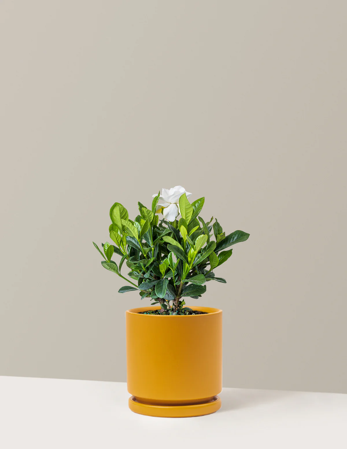 Gardenia Bush - Image 16