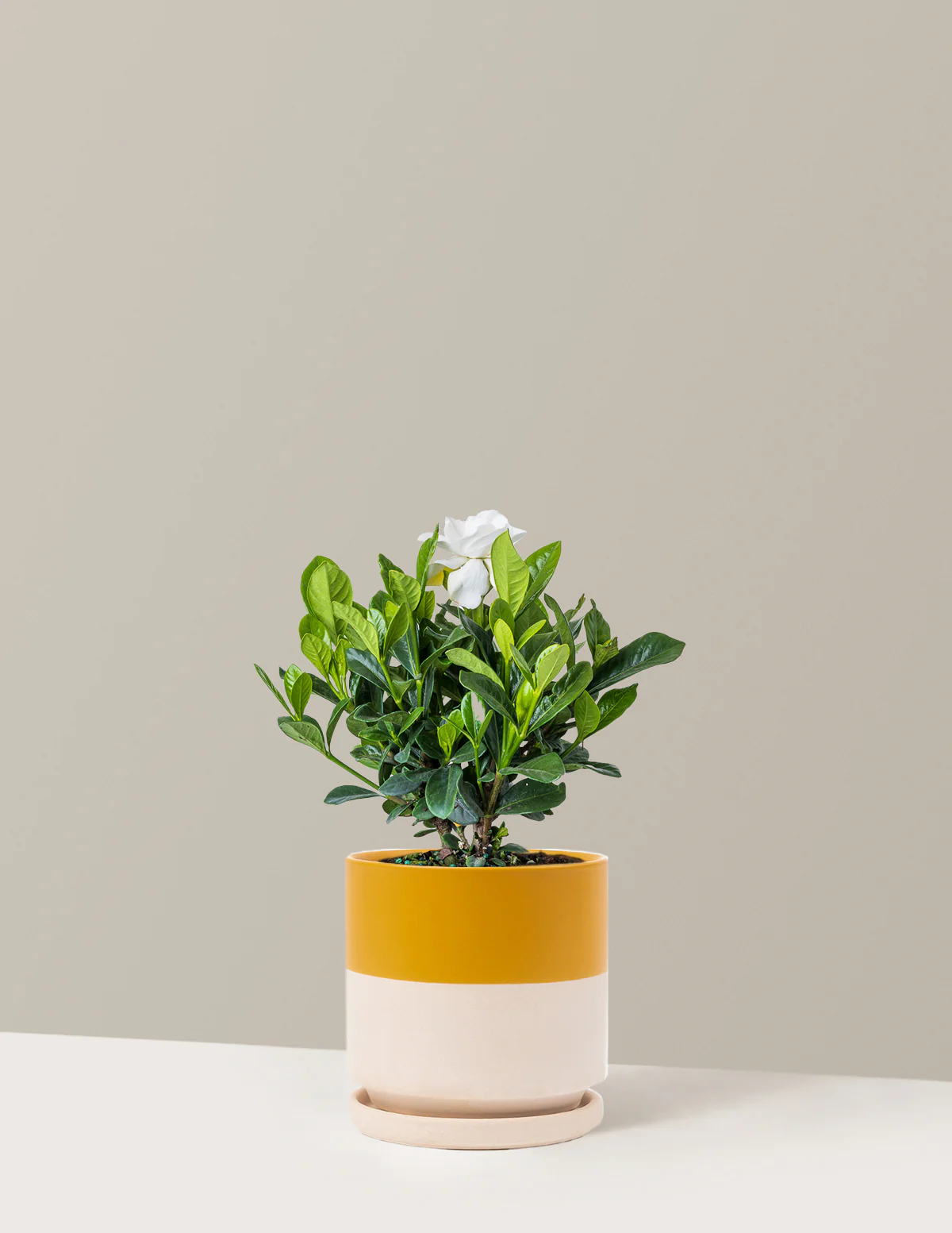 Gardenia Bush - Image 17