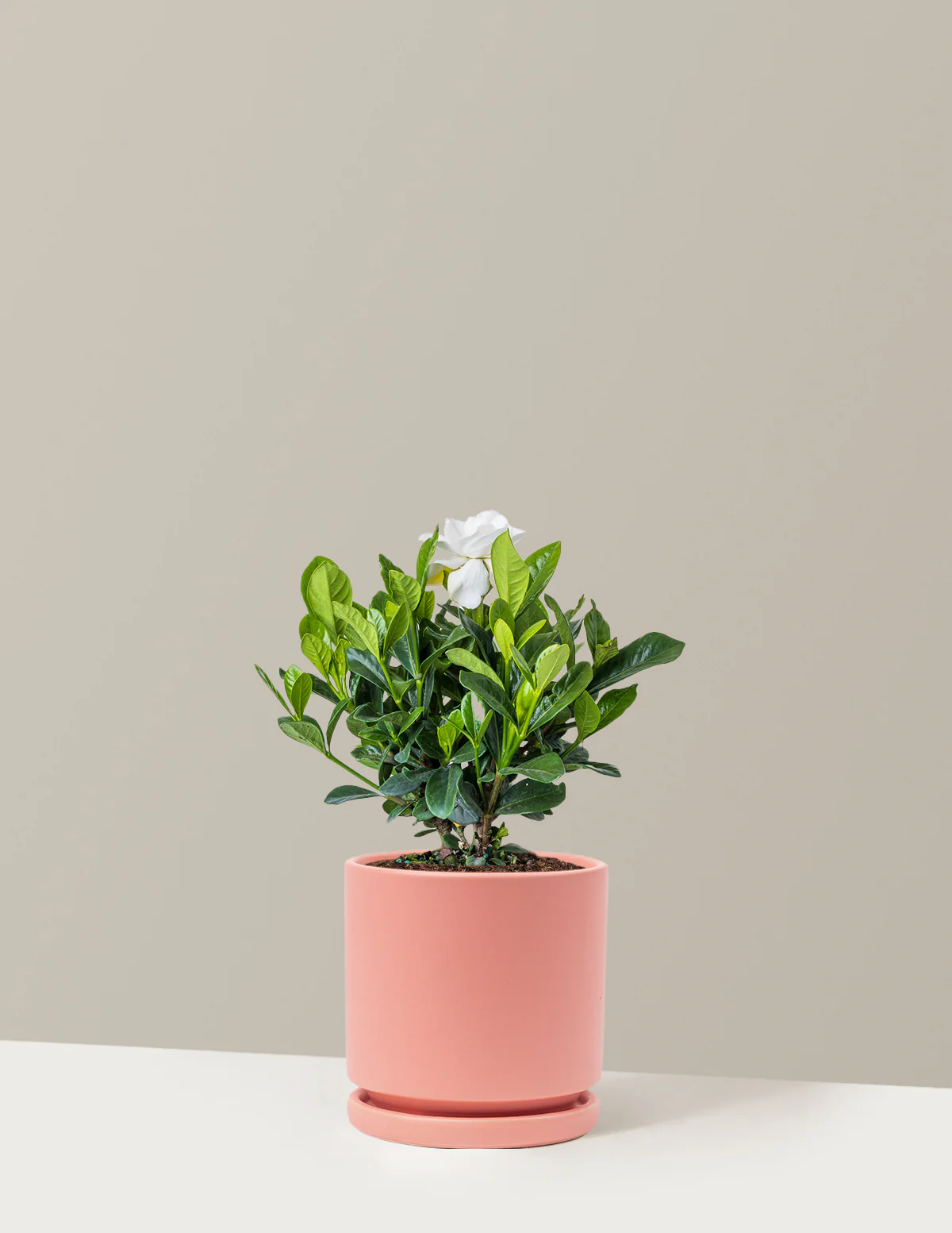 Gardenia Bush - Image 18