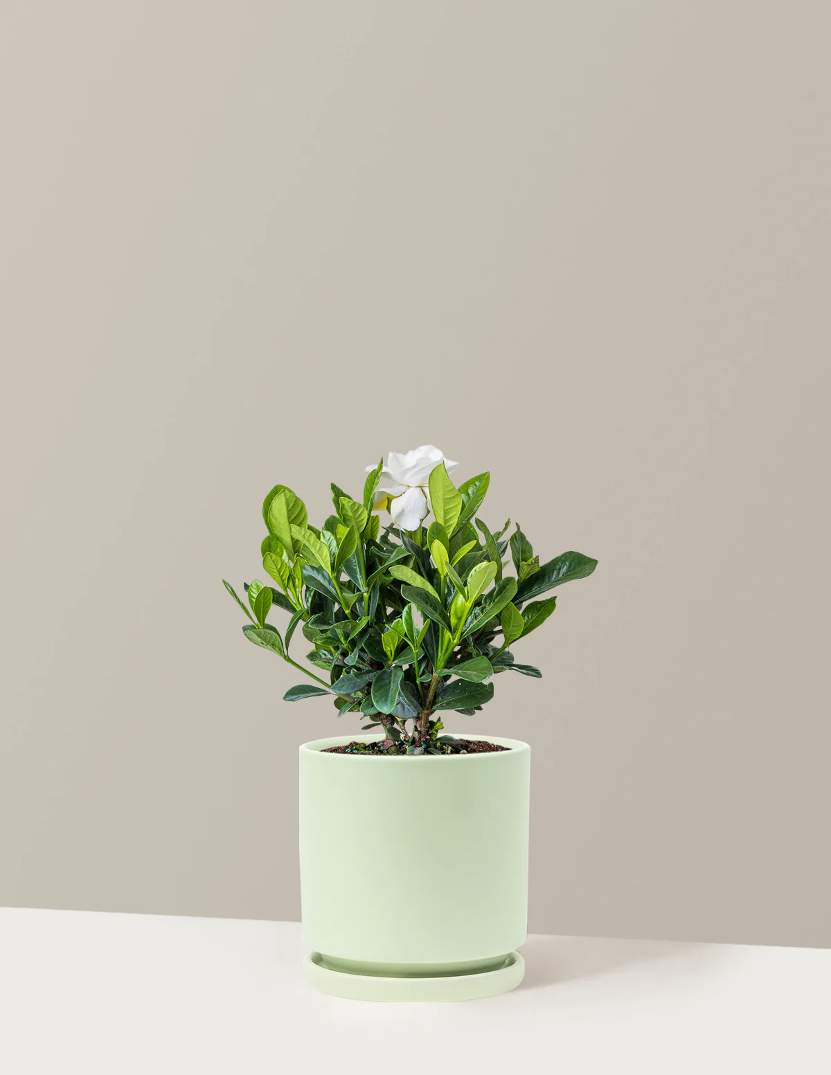 Gardenia Bush - Image 19