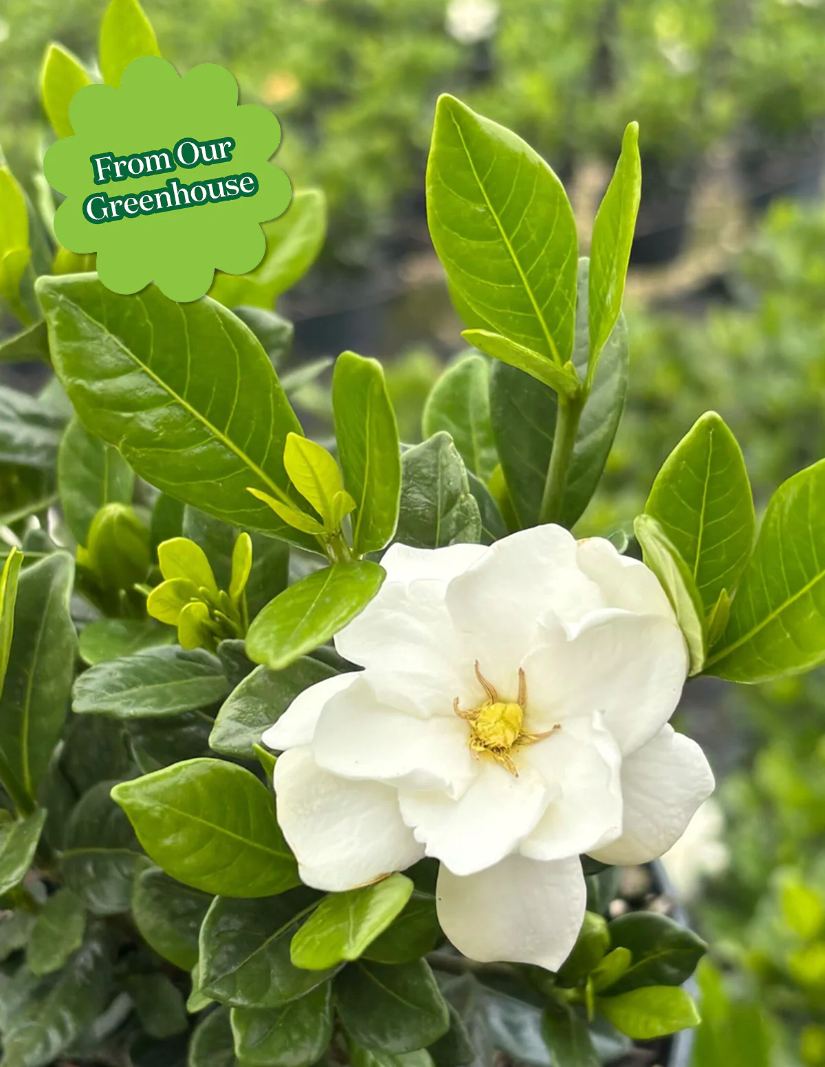 Gardenia Bush - Image 20
