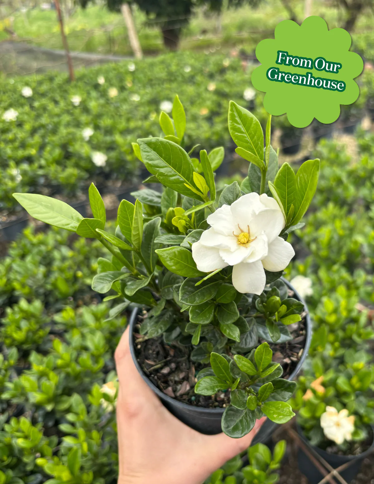 Gardenia Bush - Image 21