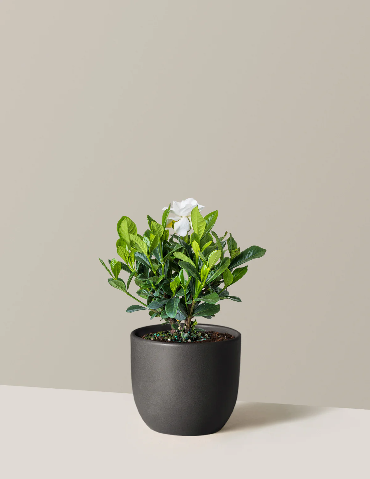 Gardenia Bush - Image 3