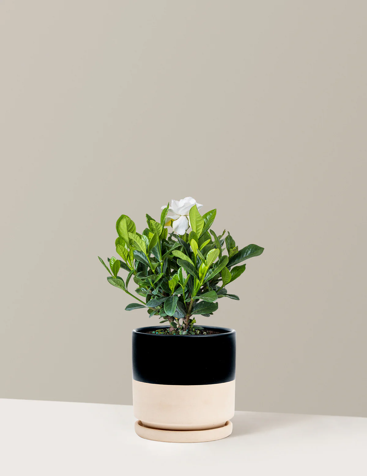 Gardenia Bush - Image 4
