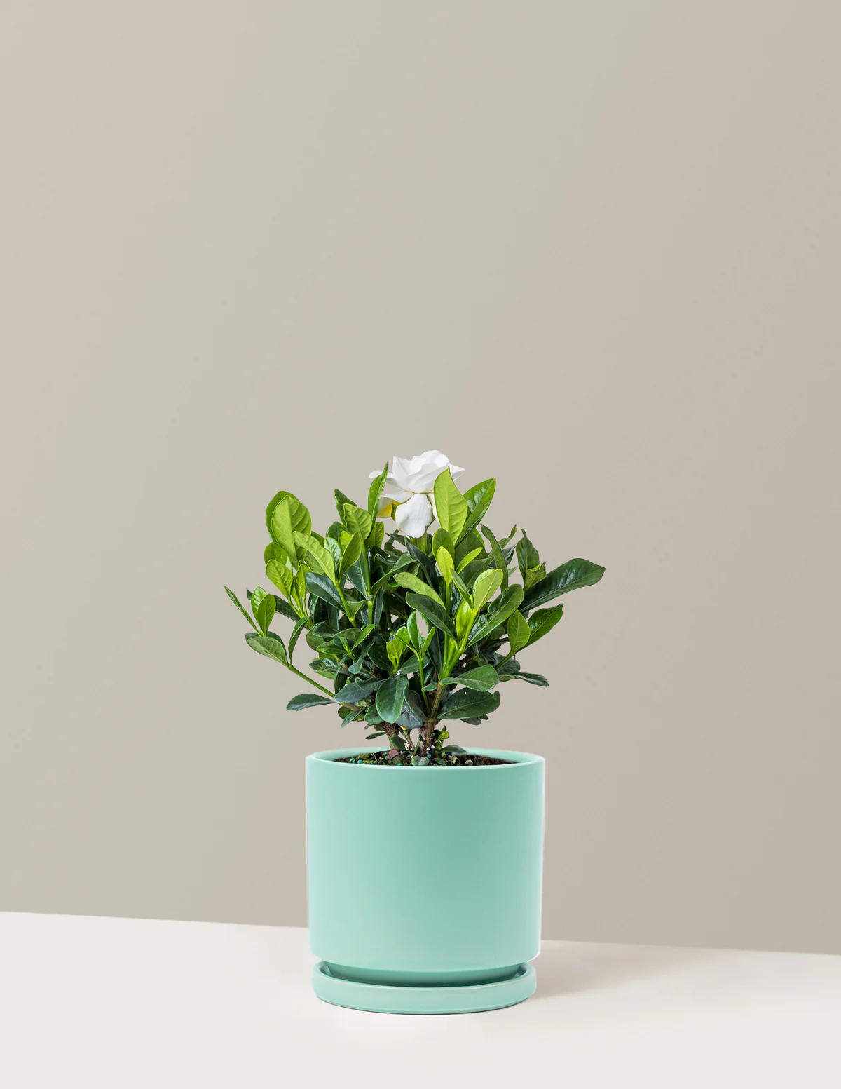 Gardenia Bush - Image 5