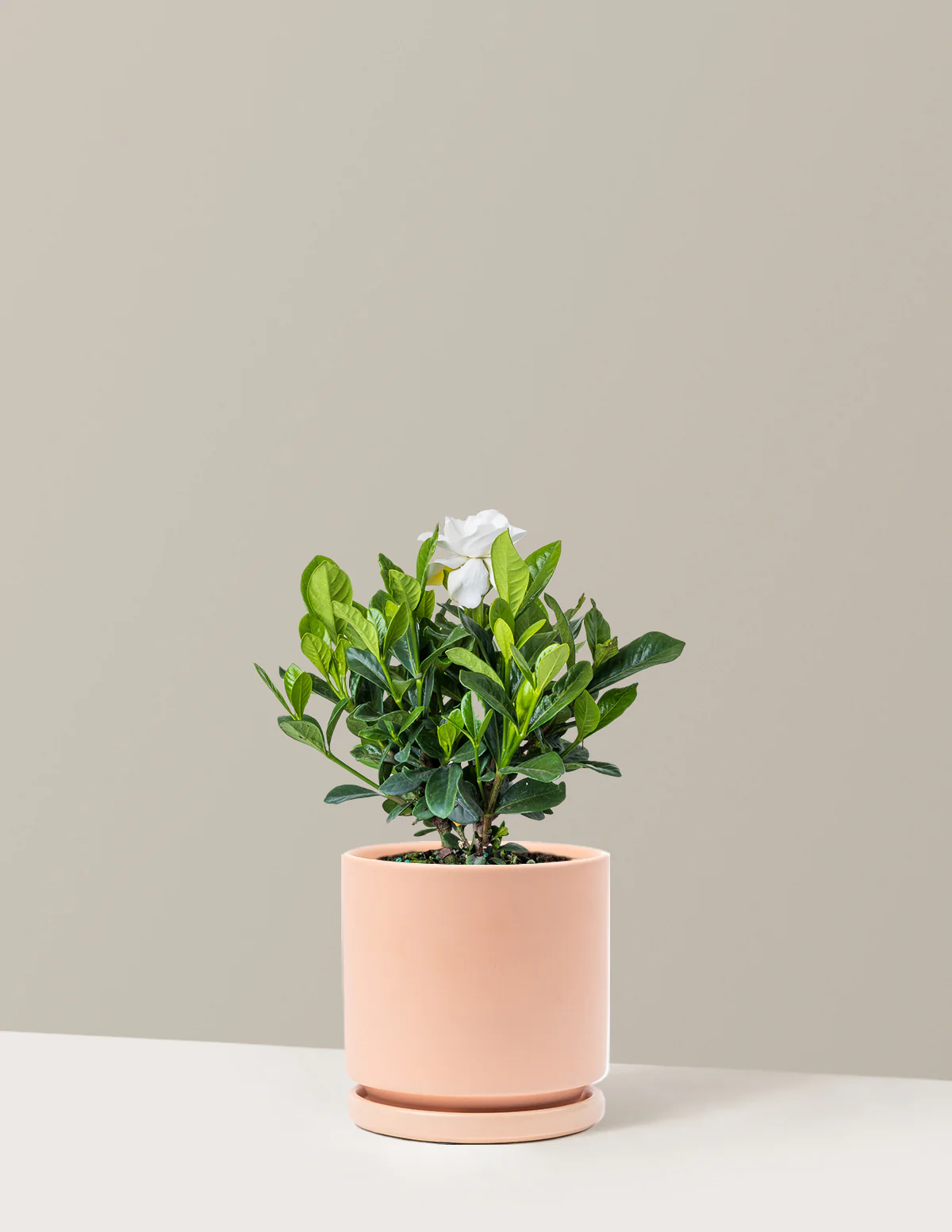 Gardenia Bush - Image 6