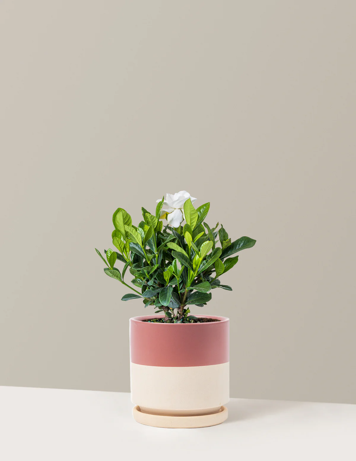 Gardenia Bush - Image 7