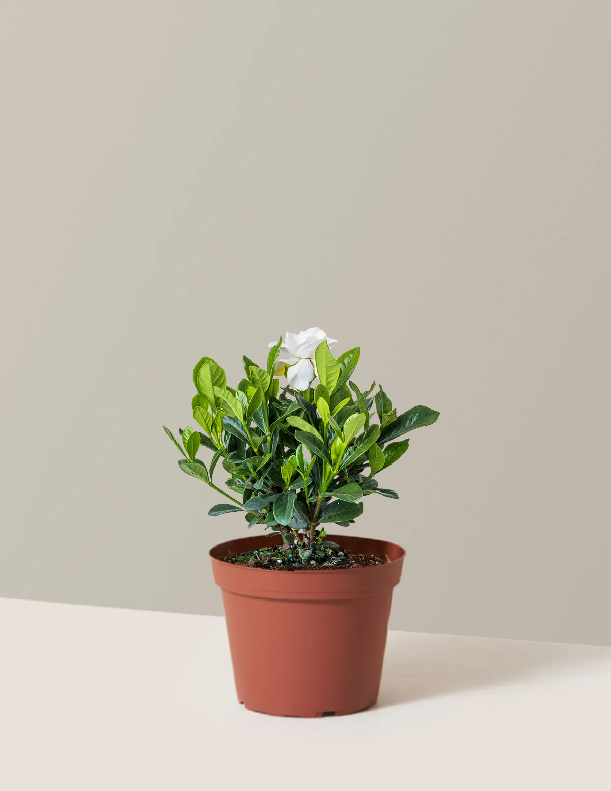 Gardenia Bush - Image 8