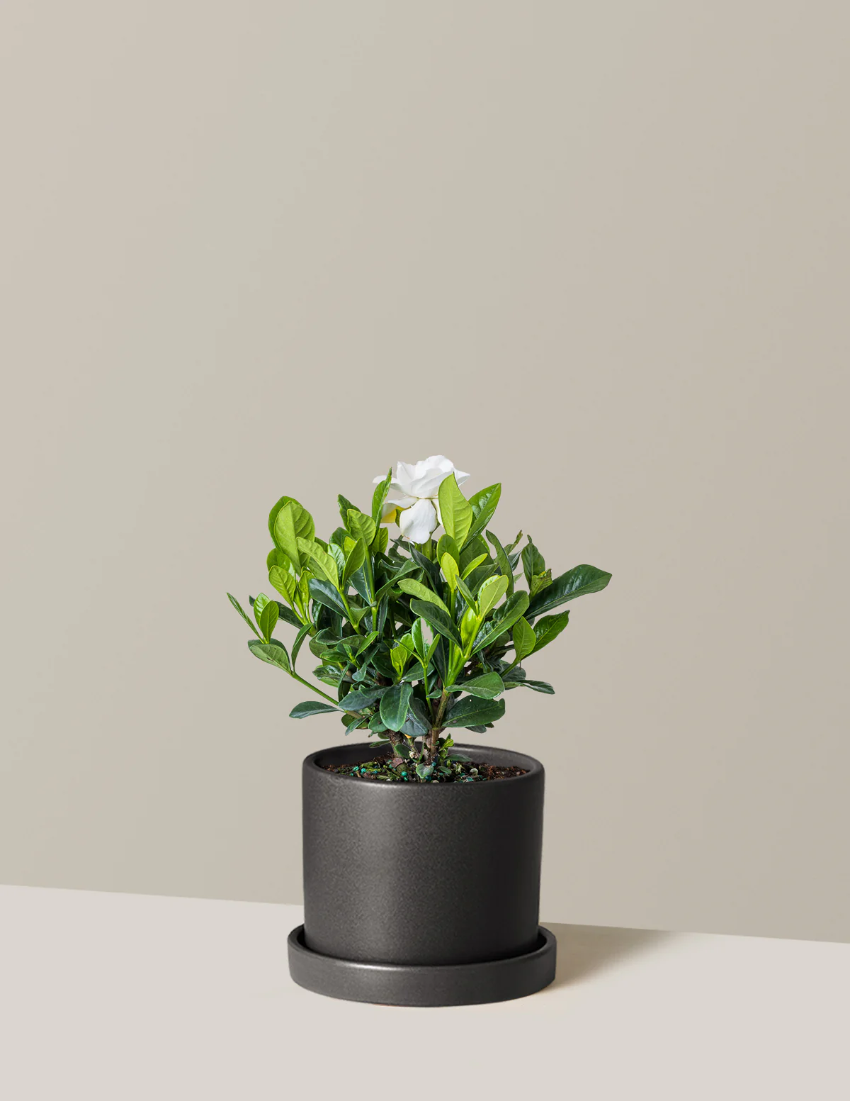 Gardenia Bush - Image 9