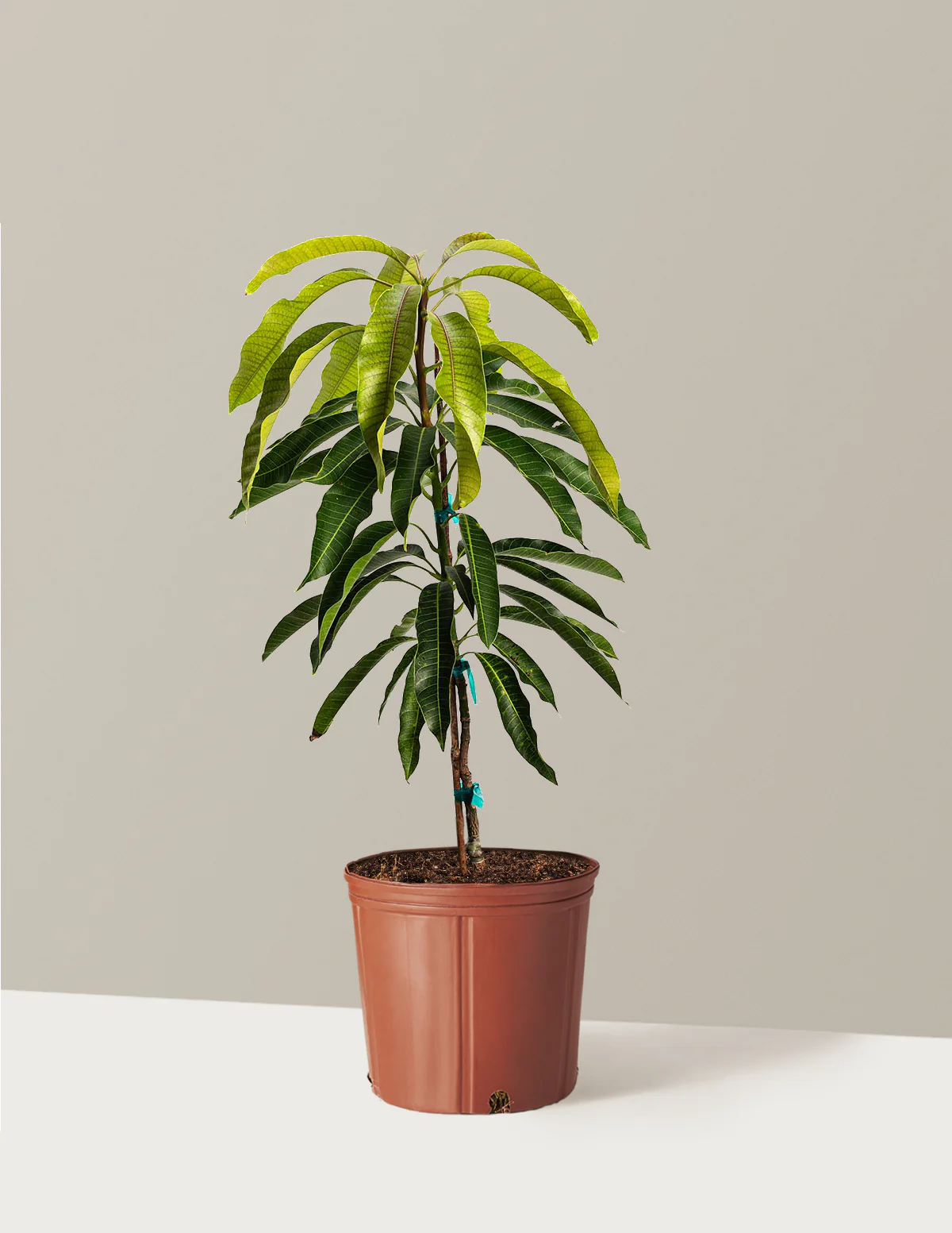 Glenn Mango Tree - Image 3