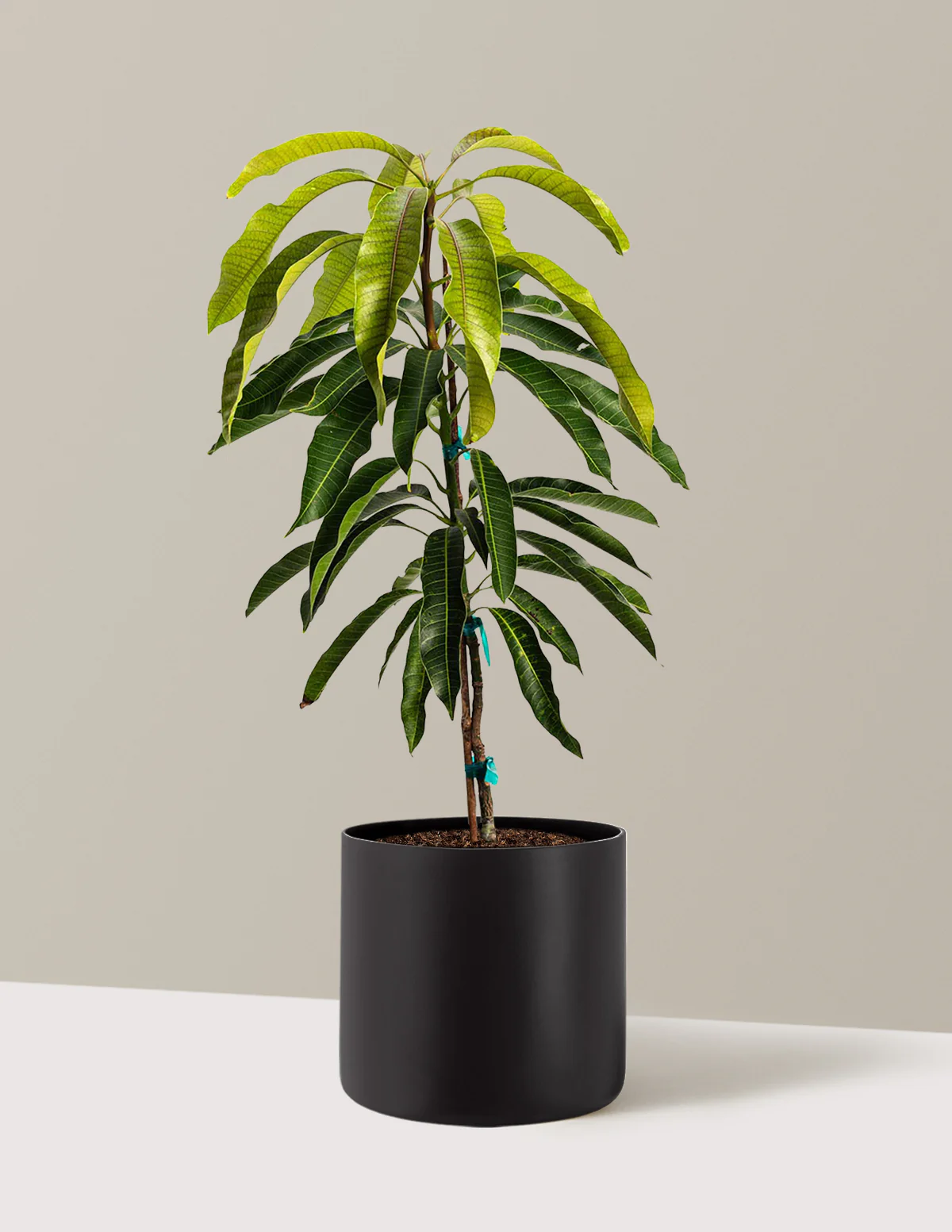 Glenn Mango Tree - Image 5