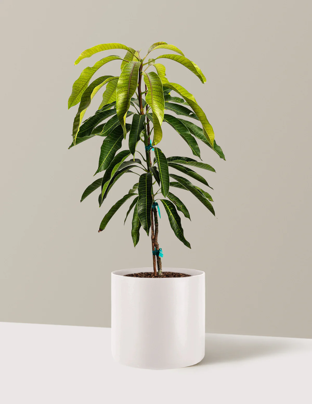 Glenn Mango Tree - Image 7