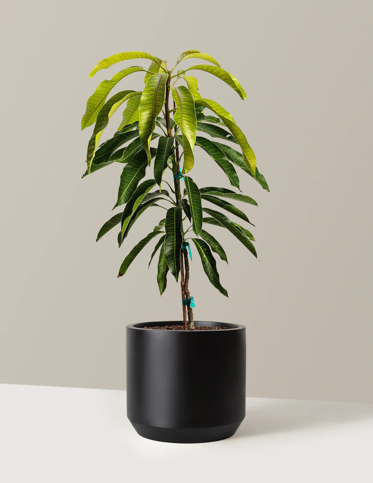 Glenn Mango Tree - Image 8