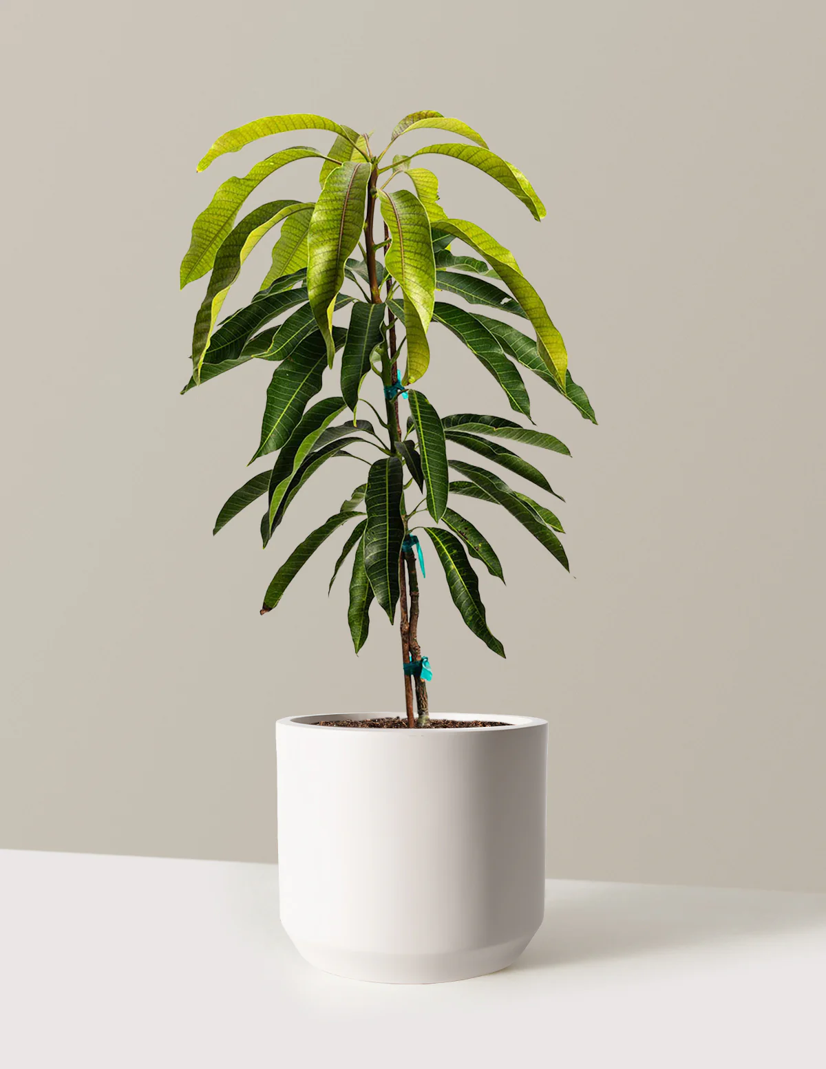 Glenn Mango Tree - Image 9