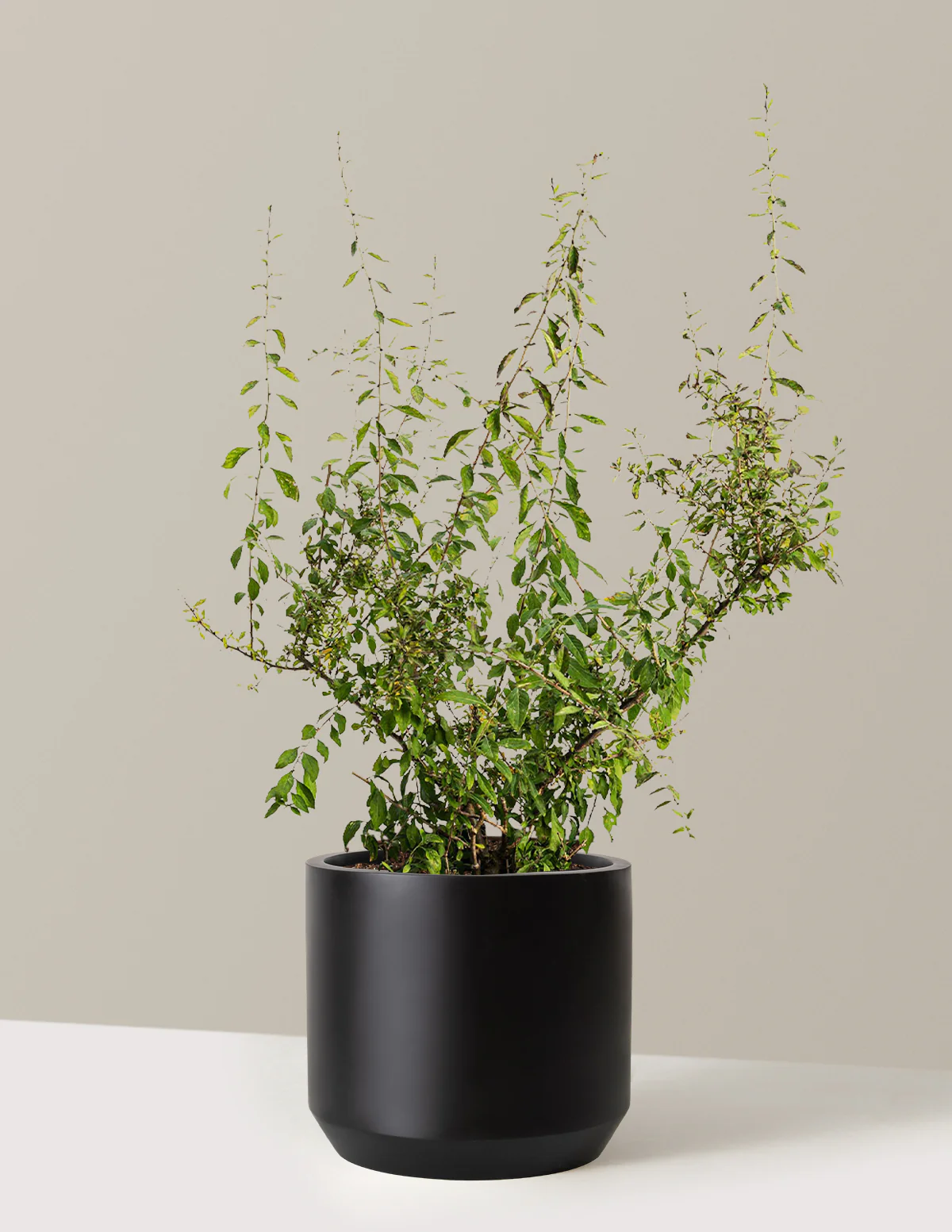 Goji Berry - Image 13